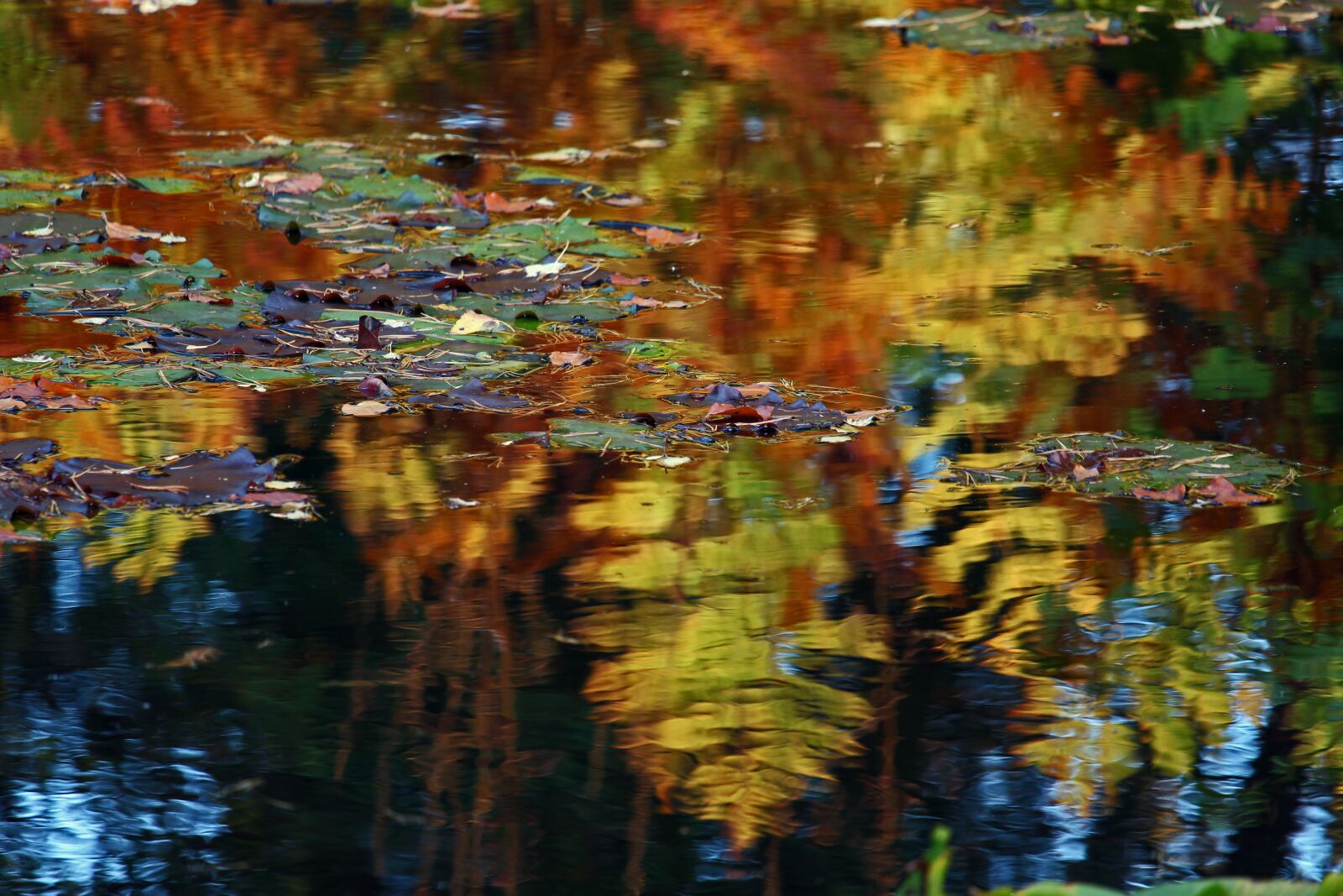 Canon EF-S 55-250mm F4-5.6 IS STM sample photo. Arboretum, autumn, lake photography