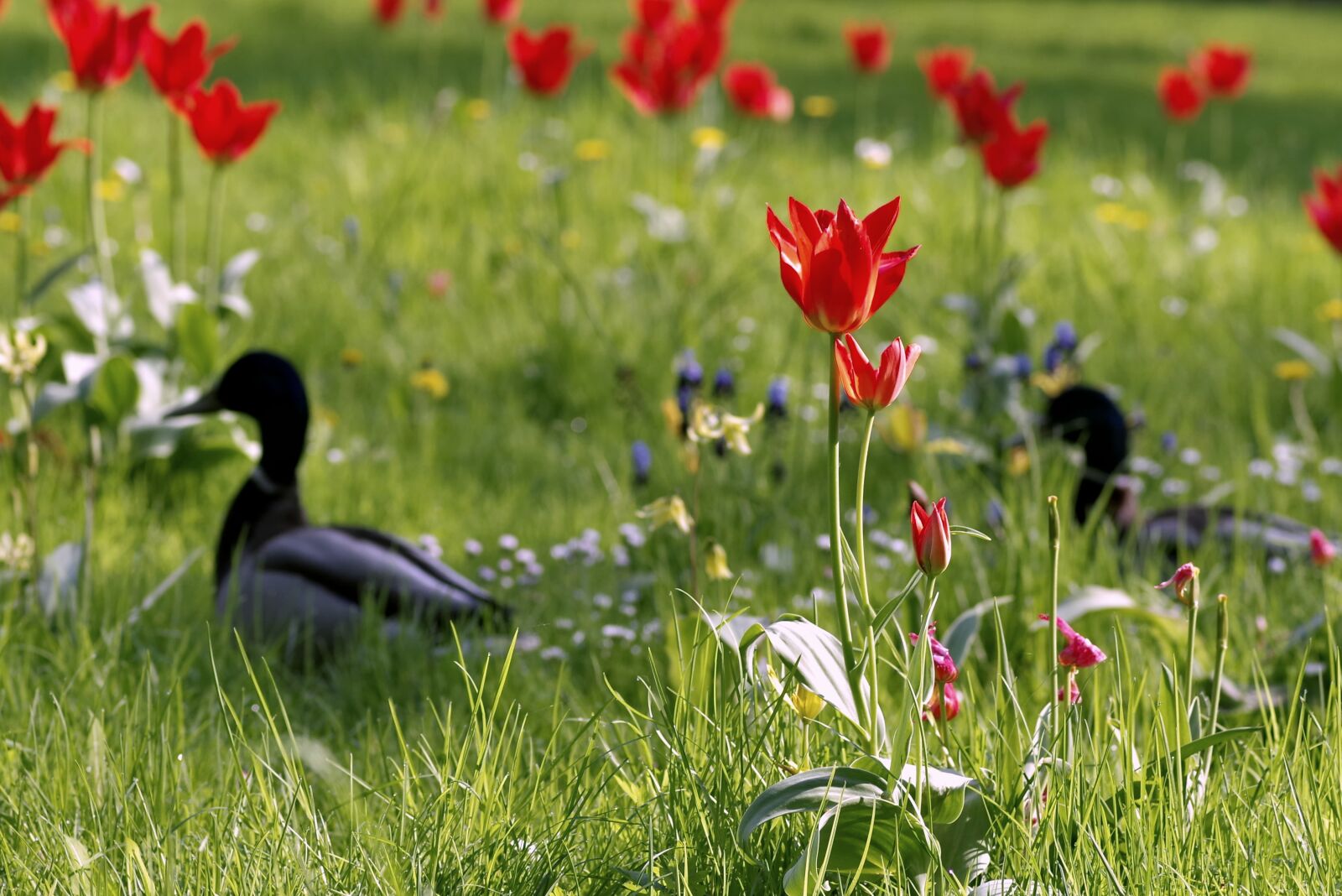 Pentax K-S2 sample photo. Ducks, meadow, fancy photography