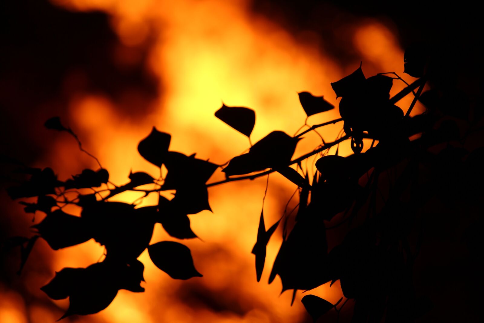 Canon EOS 700D (EOS Rebel T5i / EOS Kiss X7i) sample photo. Nature, leafs, burn photography
