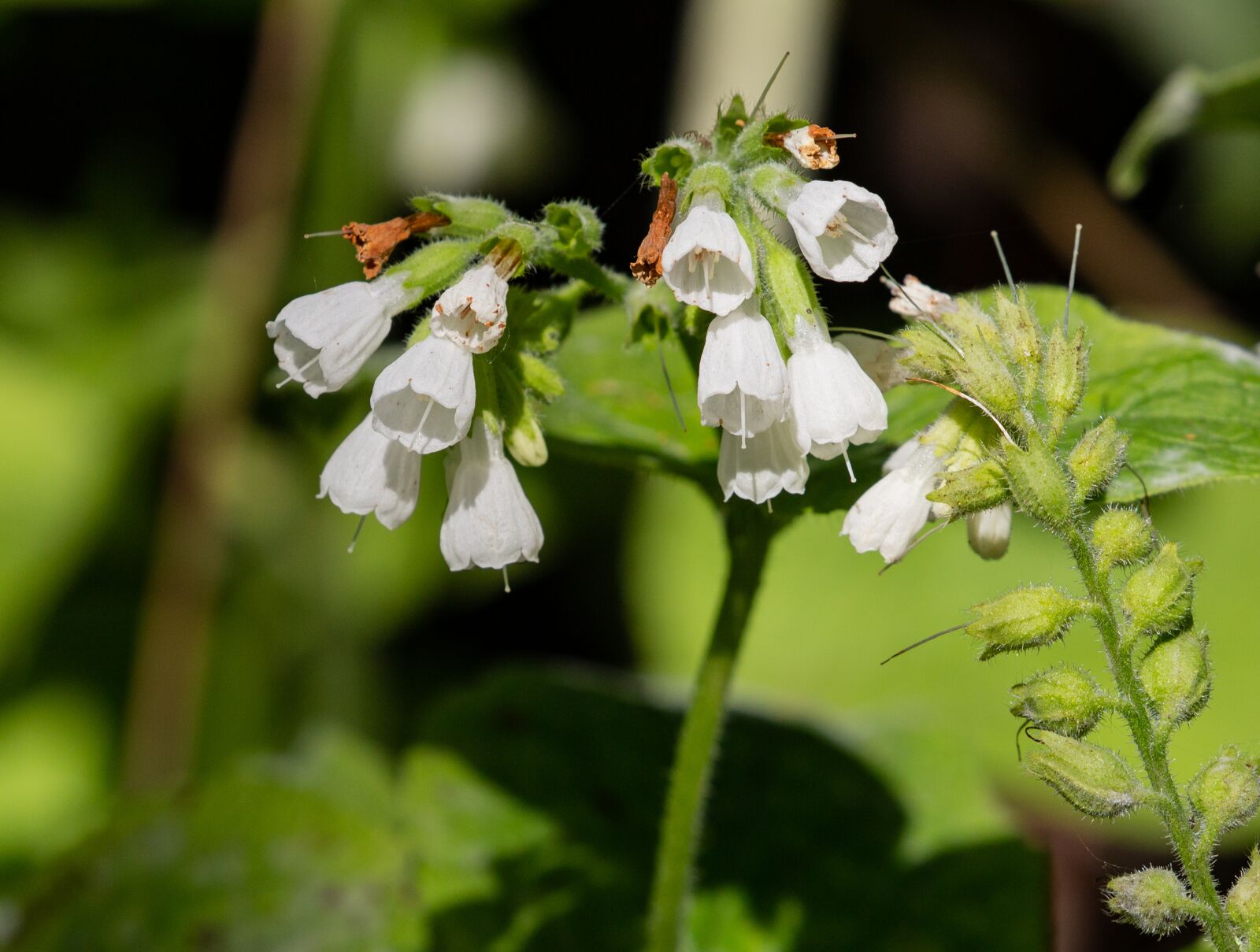 Canon EOS 5D Mark III sample photo. White flower, wild flower photography