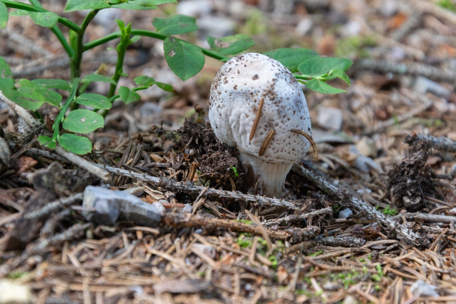 Nikon D3300 sample photo. Mushroom, forest, autumn photography