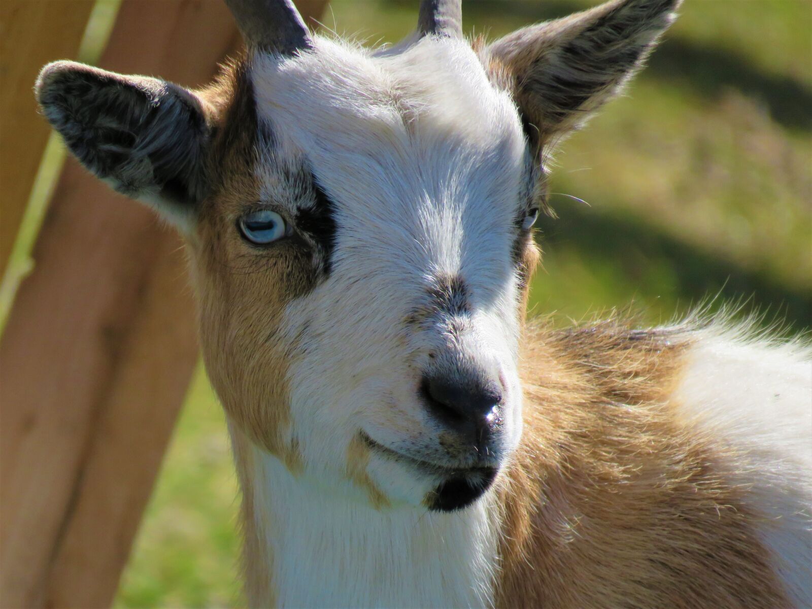 Canon PowerShot SX60 HS sample photo. Goat, farm, farm animal photography