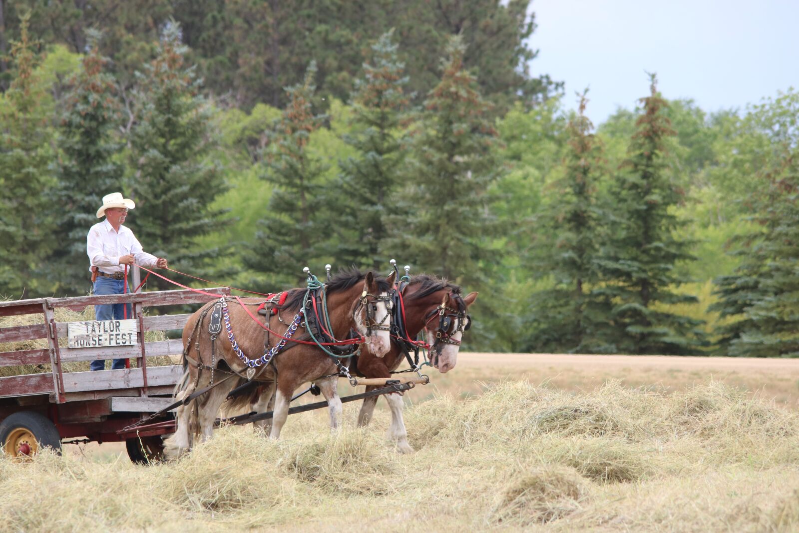 Canon EOS 750D (EOS Rebel T6i / EOS Kiss X8i) sample photo. Horses, wagon, cart photography