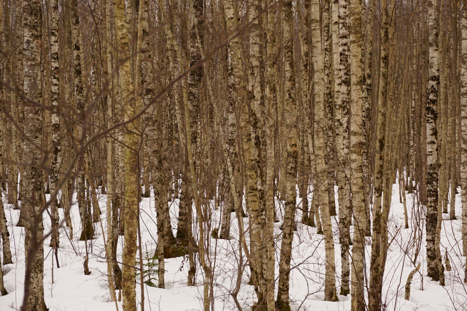 Sony E 16-50mm F3.5-5.6 PZ OSS sample photo. Birches, forest, winter photography