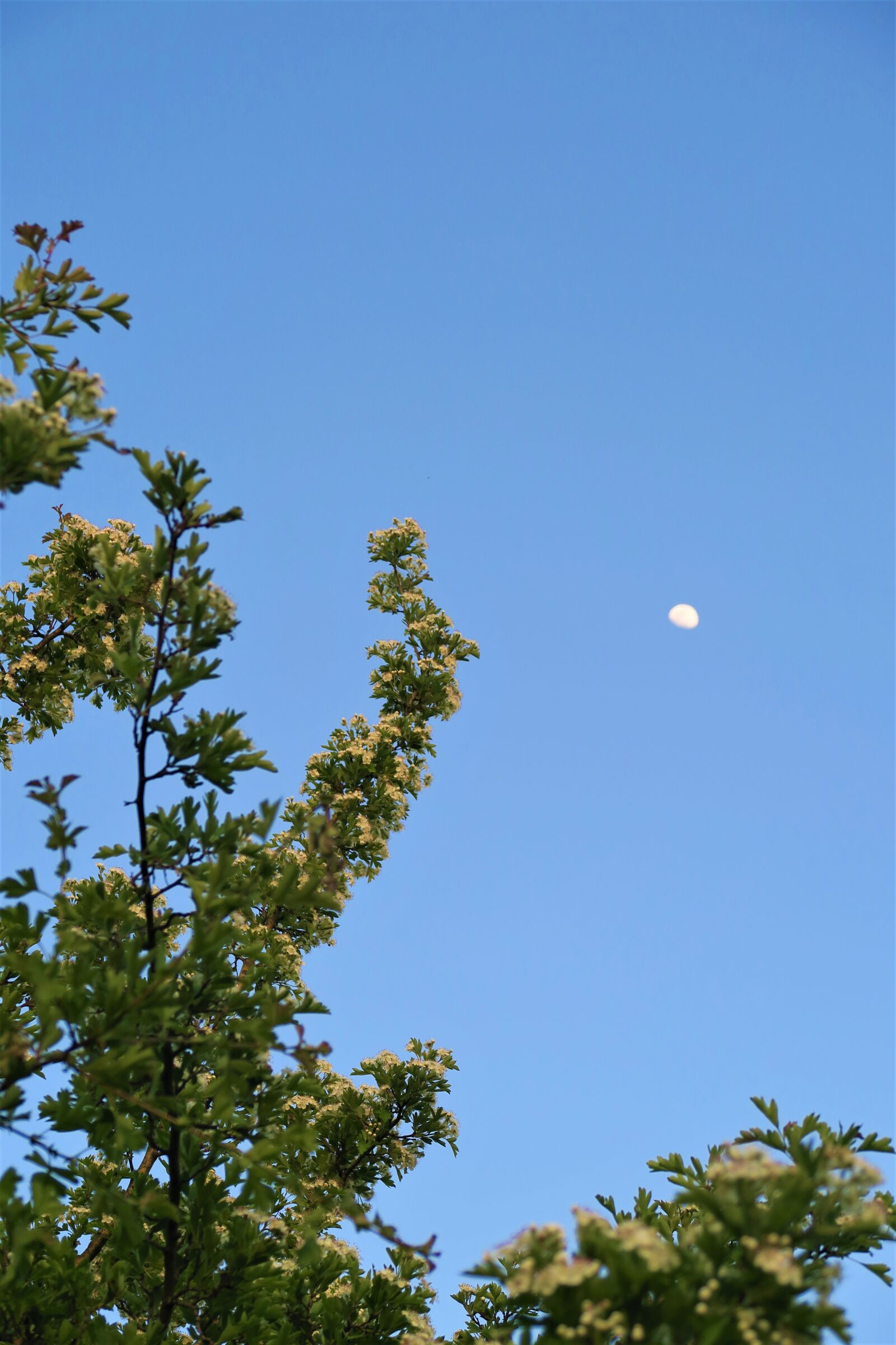 Canon PowerShot G7 X sample photo. Tree, nature, sky photography