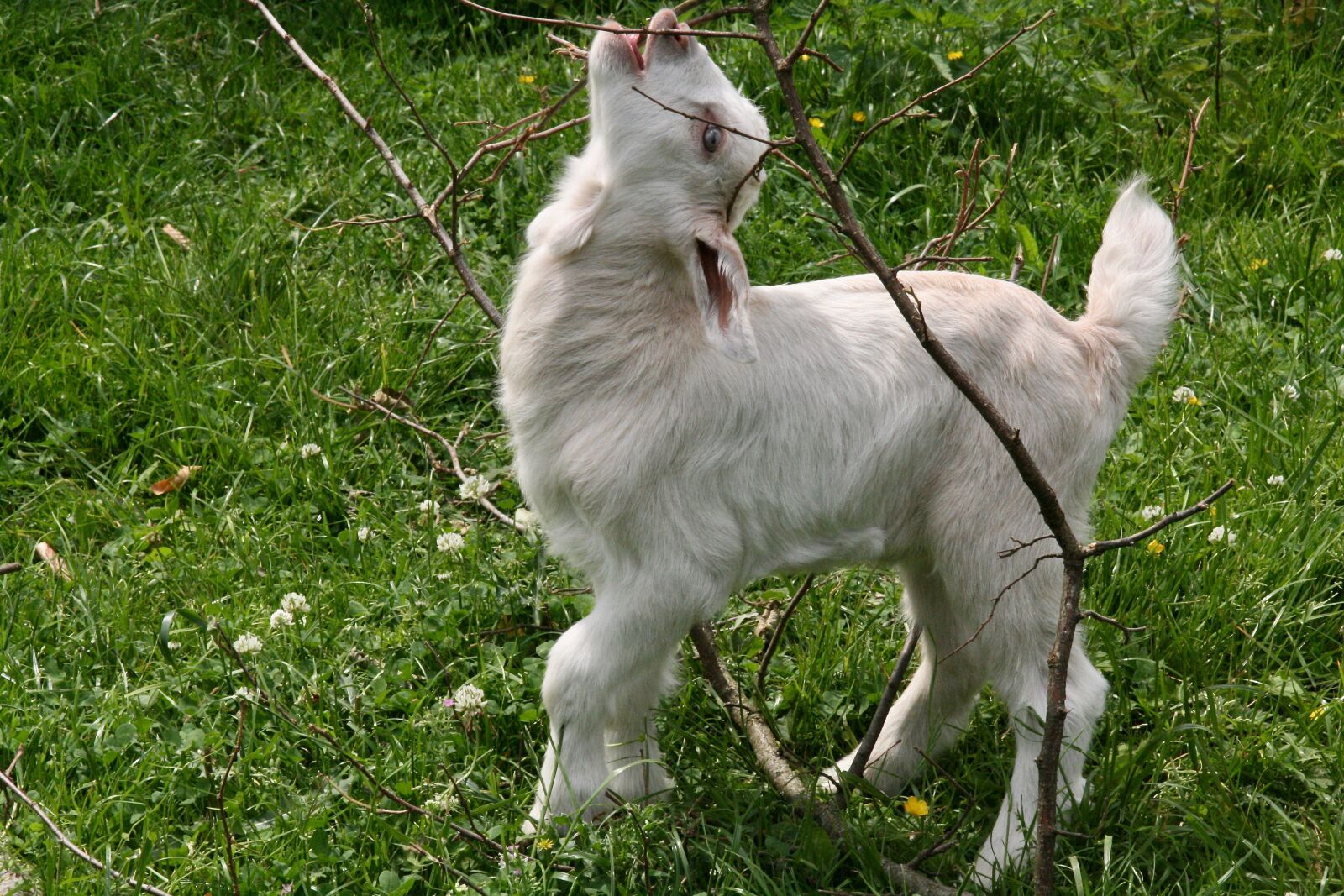 Canon EOS 400D (EOS Digital Rebel XTi / EOS Kiss Digital X) sample photo. Kid, goat, playful photography