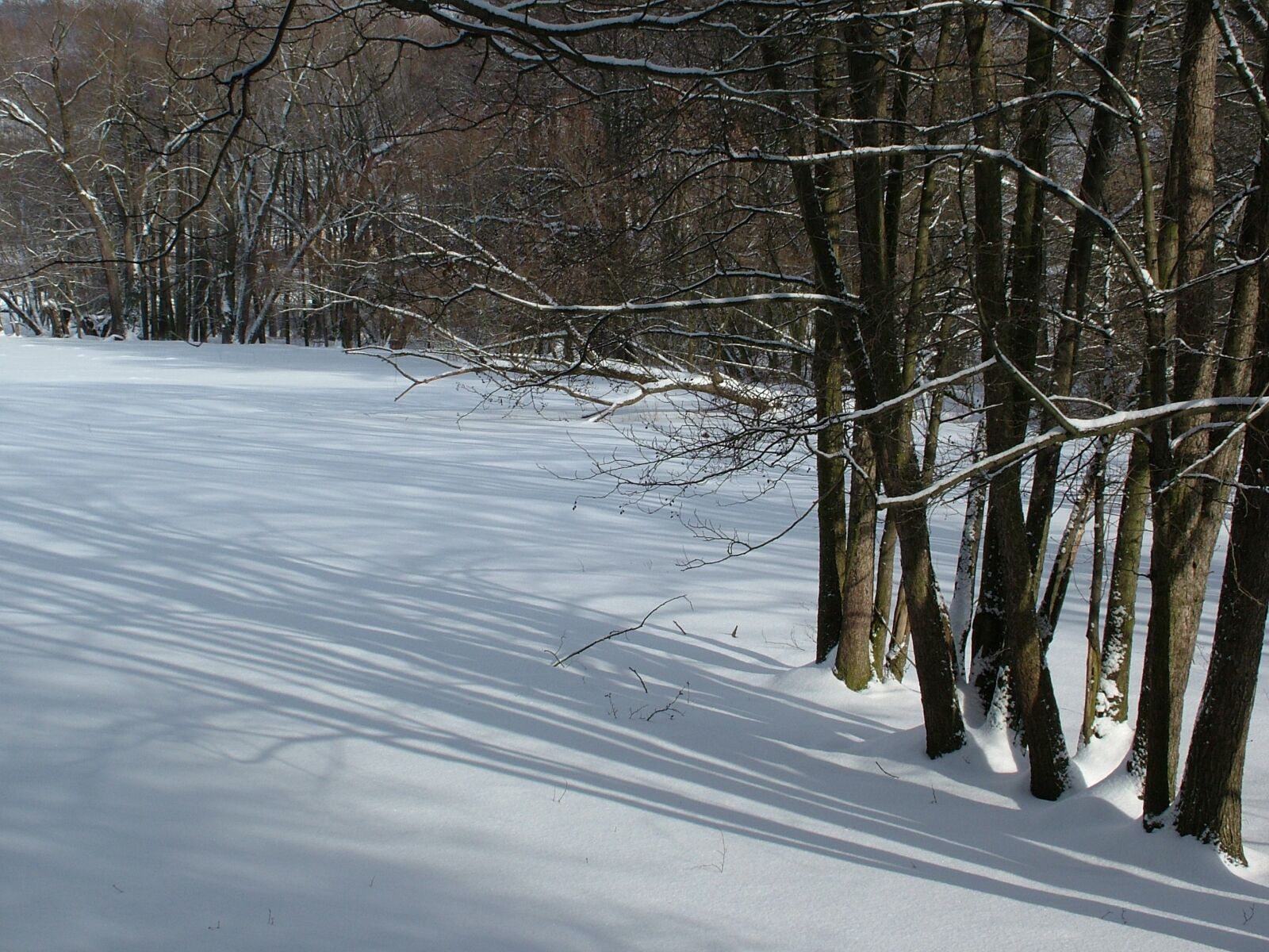 Fujifilm FinePix S7000 sample photo. Winter, trees, light shadow photography
