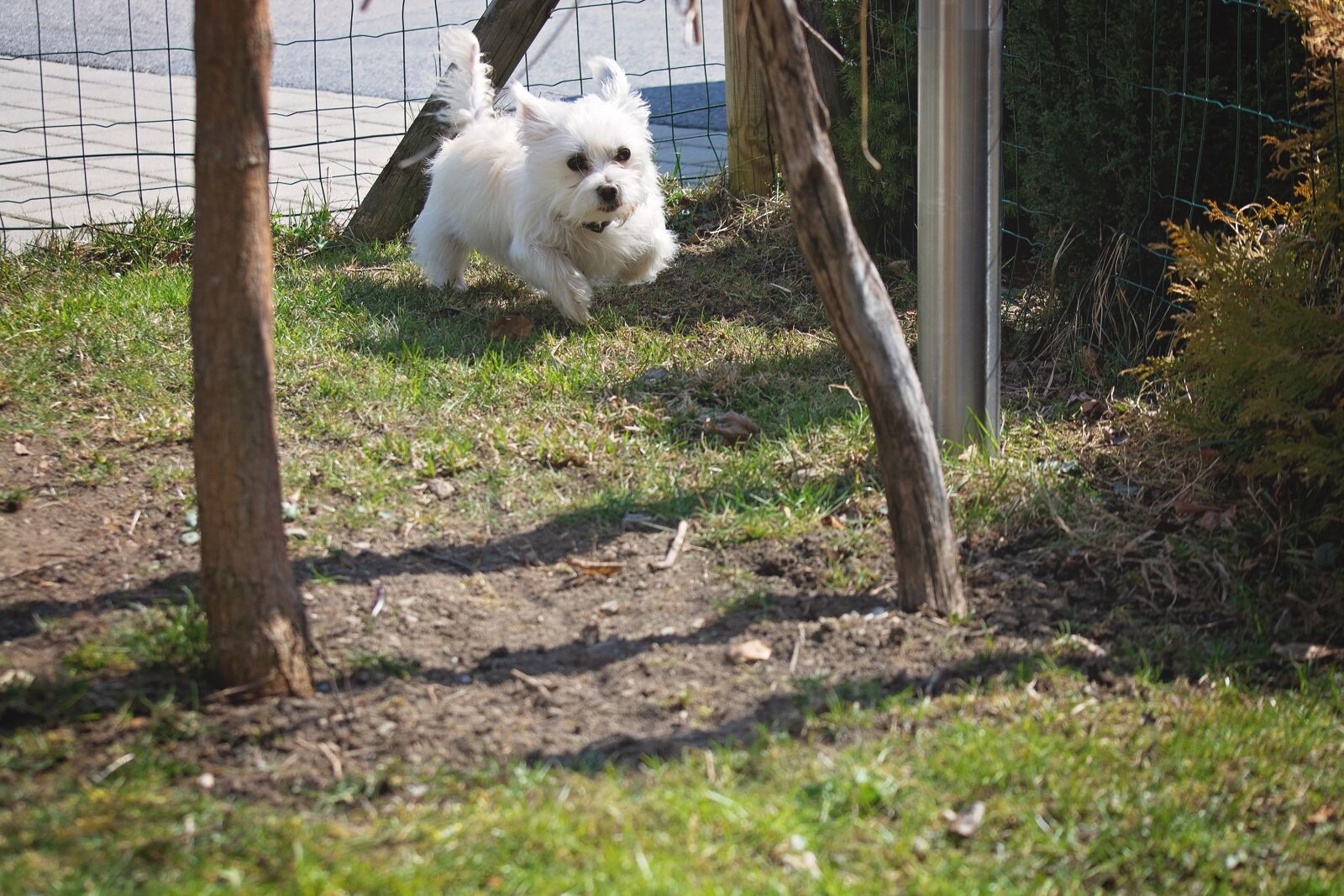 Nikon D7100 sample photo. Dog, small, white photography