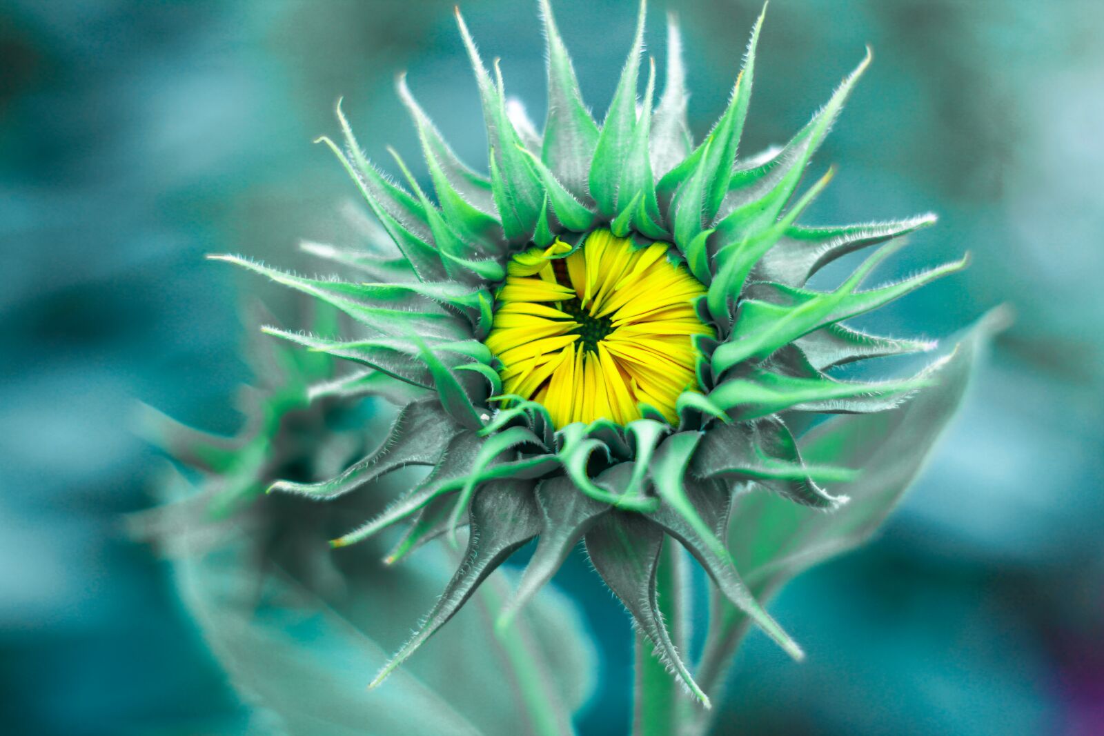 Canon EOS 7D sample photo. Flowers, plant, nature photography
