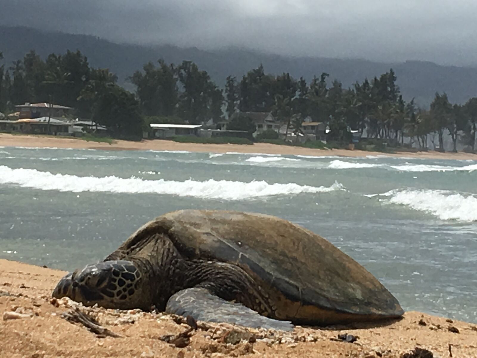 iPhone 6s Plus back camera 4.15mm f/2.2 sample photo. Sea turtle, hawaii, turtle photography