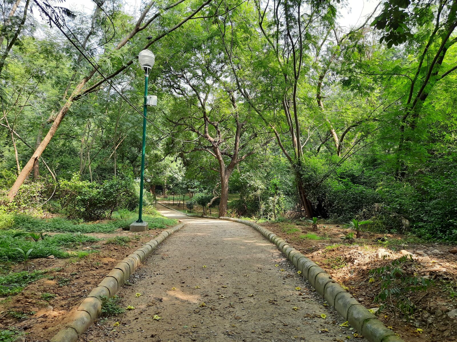 Samsung SM-M215F sample photo. Trees, nature, forest photography