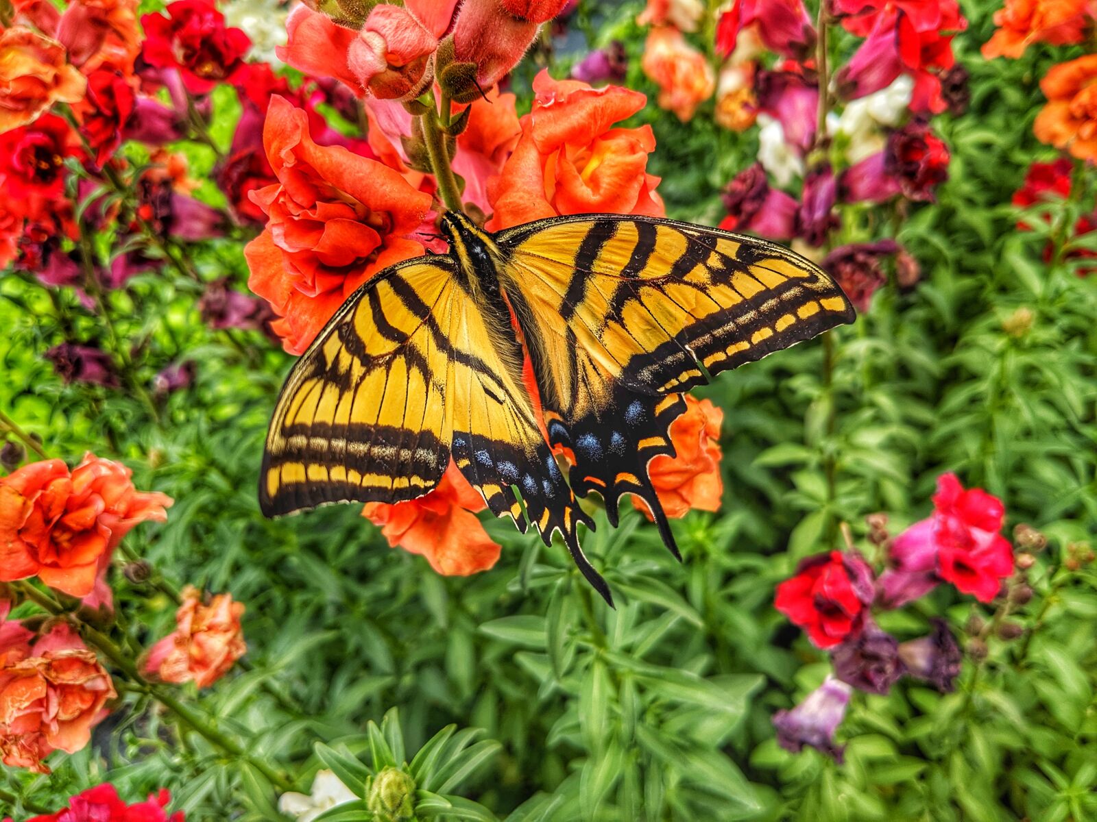 Google Pixel 2 sample photo. Butterfly, moth, bright photography