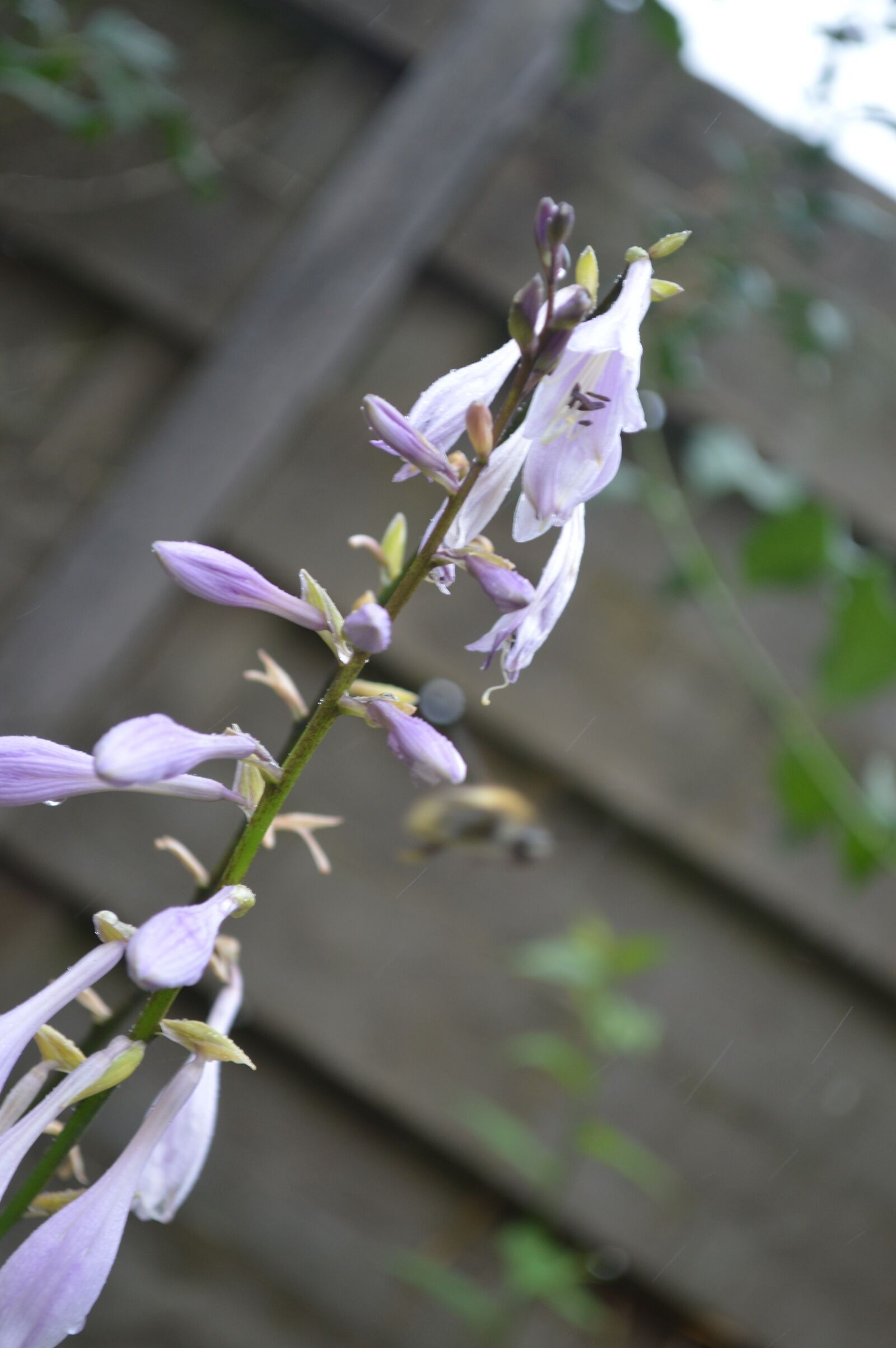 Nikon D3200 sample photo. Close, up, of, purple photography