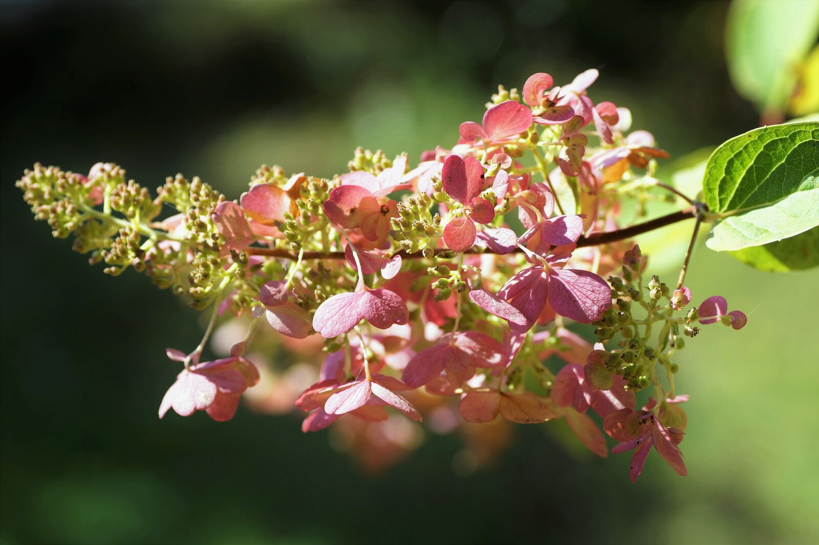 Sony SLT-A58 sample photo. Hydrangea latnatá, pink, flower photography