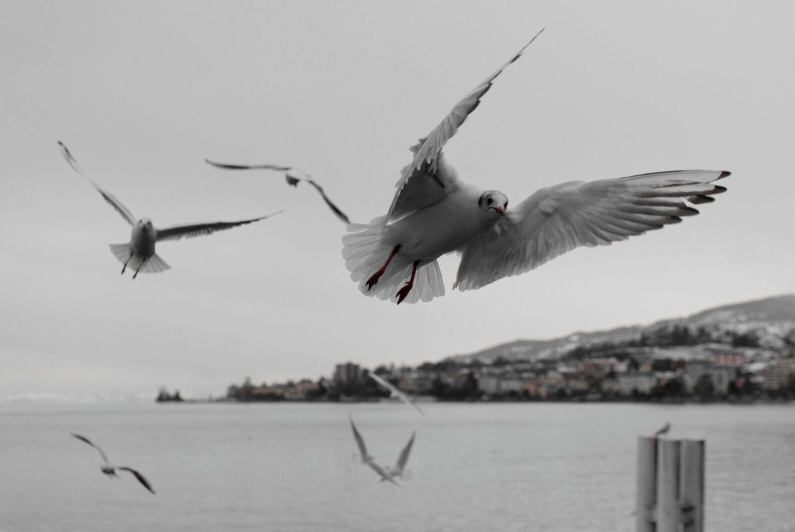 Nikon D80 sample photo. Seagull, montreux, vaud photography