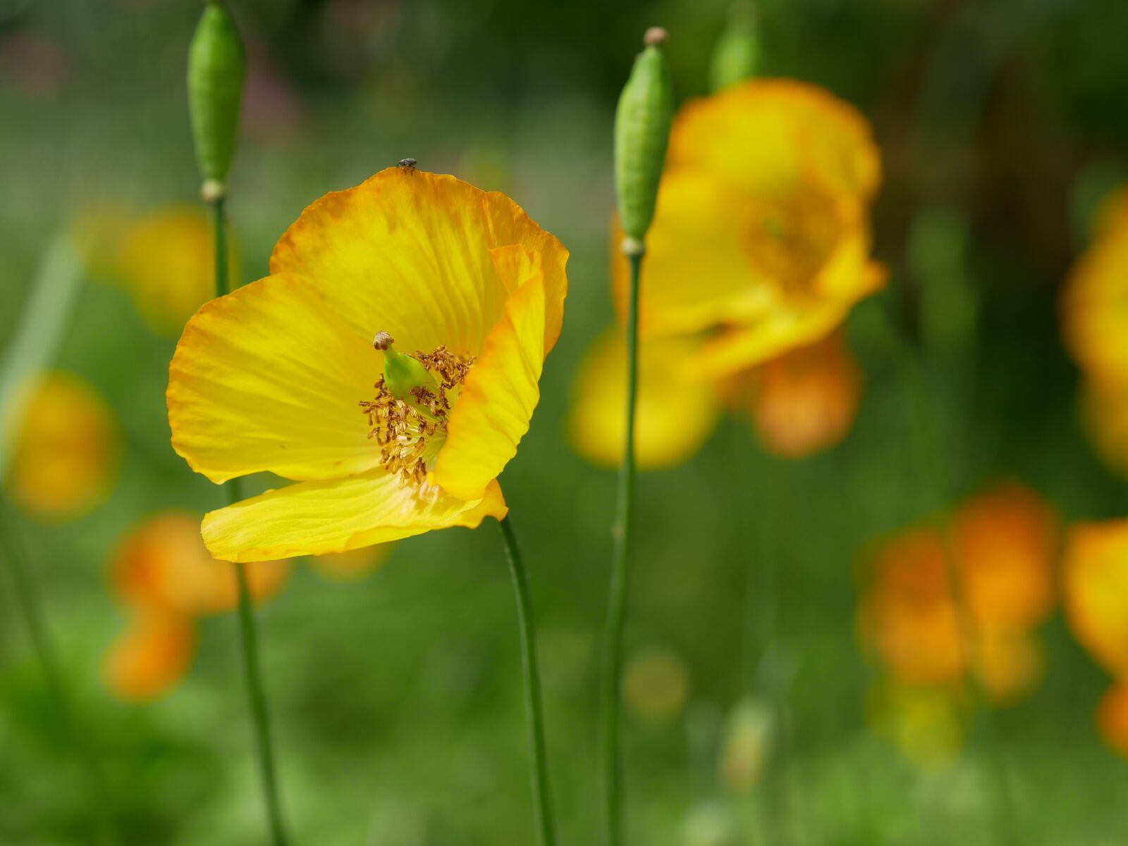 Panasonic Lumix DMC-GX85 (Lumix DMC-GX80 / Lumix DMC-GX7 Mark II) sample photo. Poppy, yellow, mohngewaechs photography