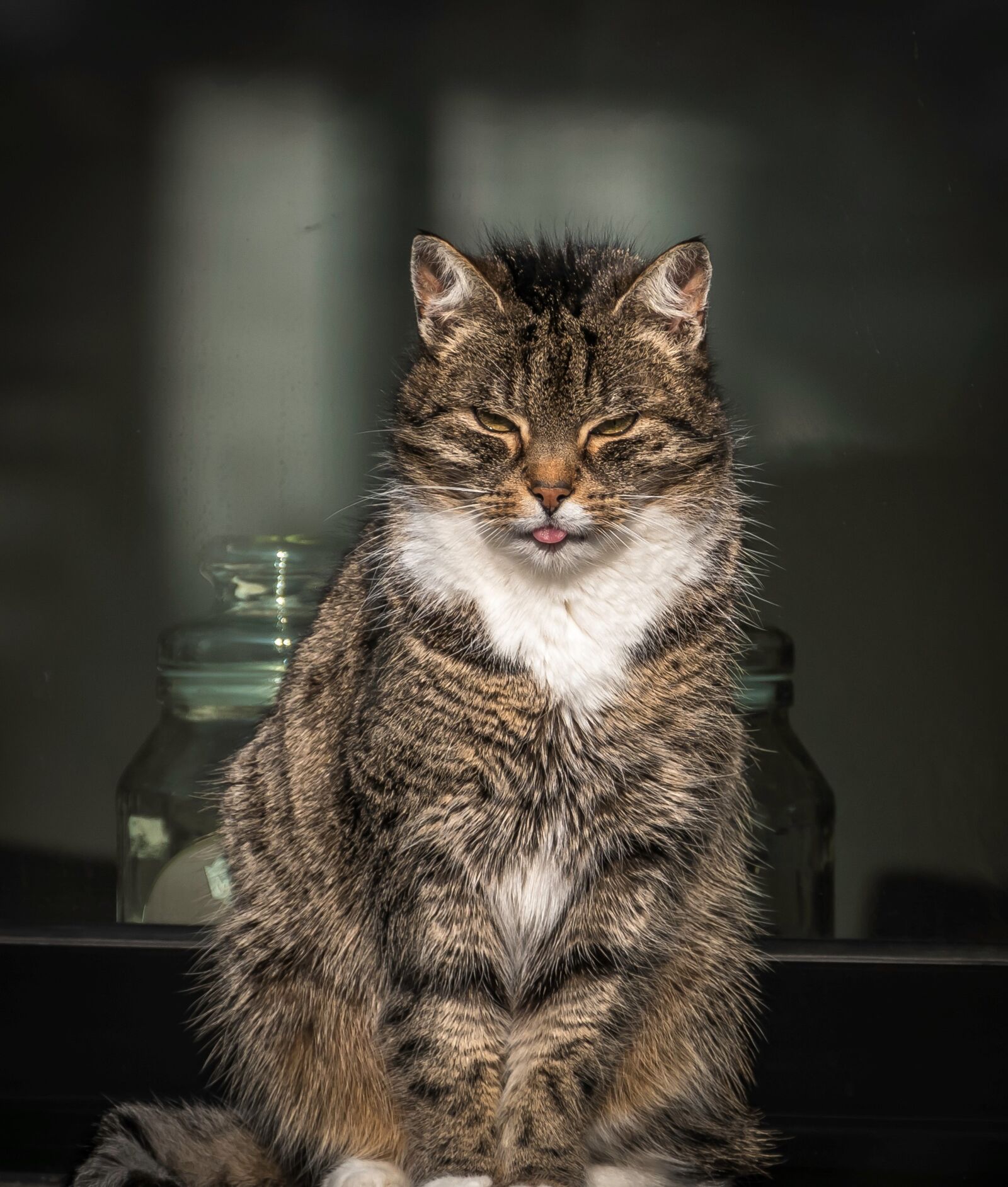 Panasonic Lumix DMC-FZ1000 sample photo. Pet, cat, at the photography