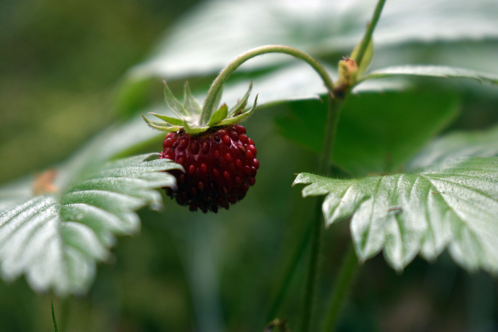 Nikon D3400 sample photo. Strawberries, fragaria vesca, nature photography