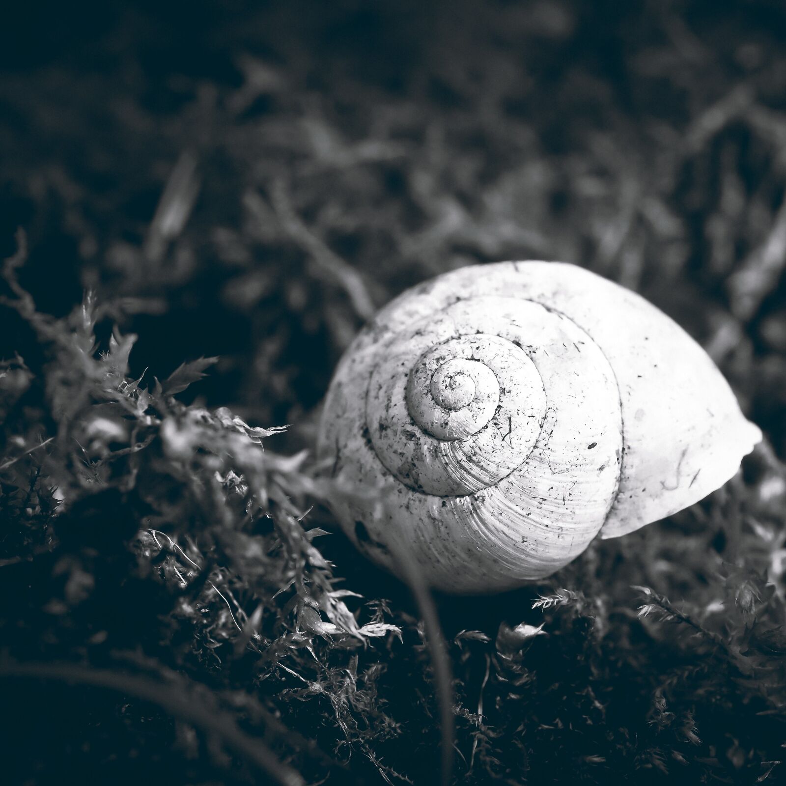 Olympus OM-D E-M10 sample photo. Snail, snail shell, shell photography