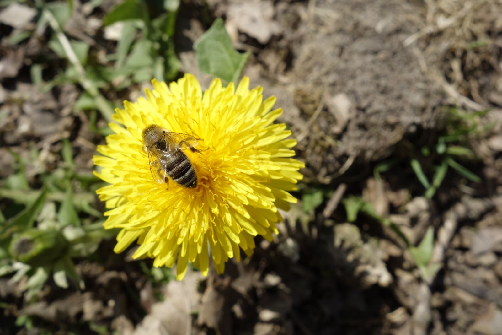 Sony Cyber-shot DSC-RX100 sample photo. Dandelion, bee, pollen photography