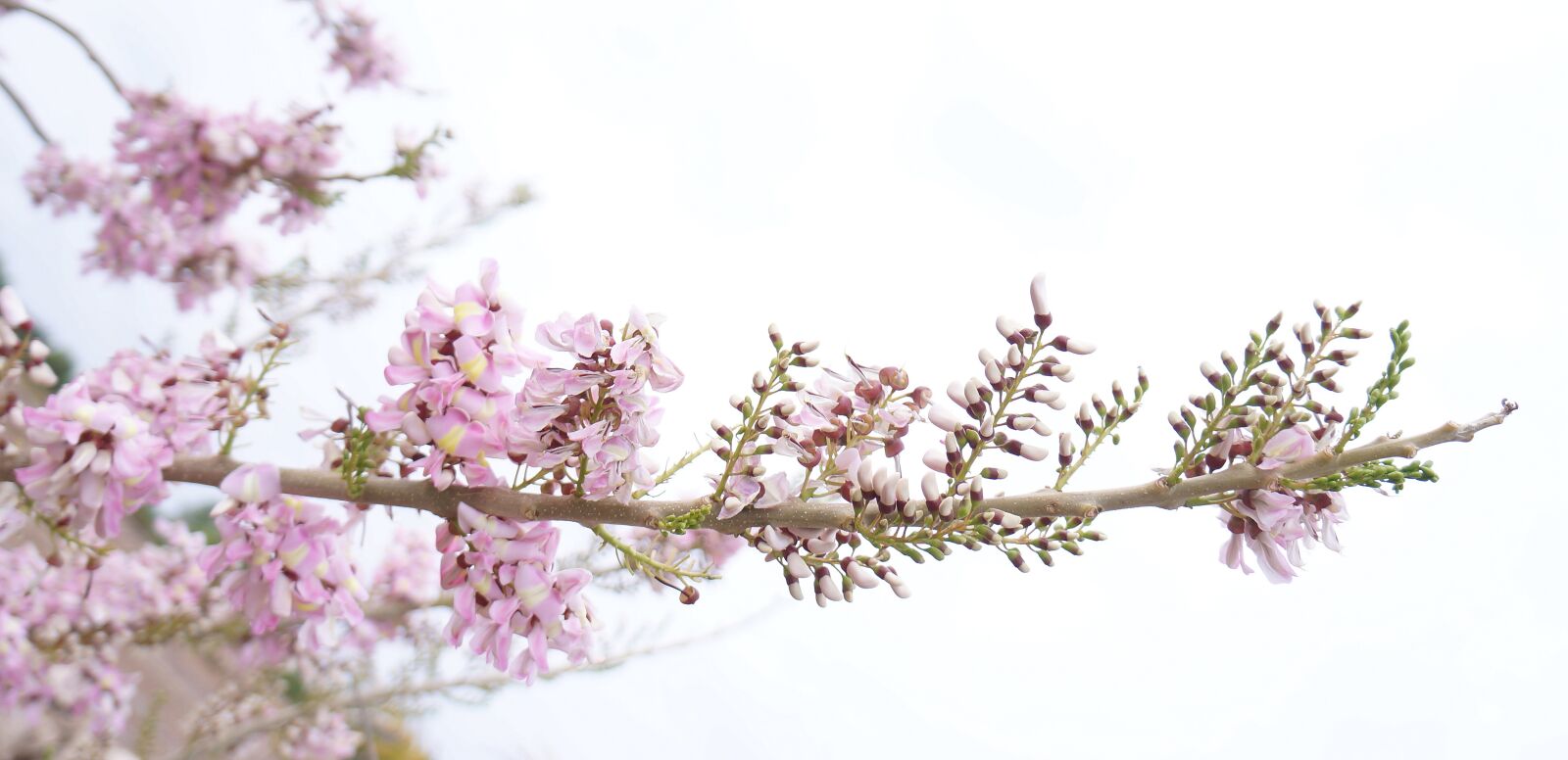 Sony Alpha NEX-F3 + Sony E 18-55mm F3.5-5.6 OSS sample photo. Training, peach blossom southern photography