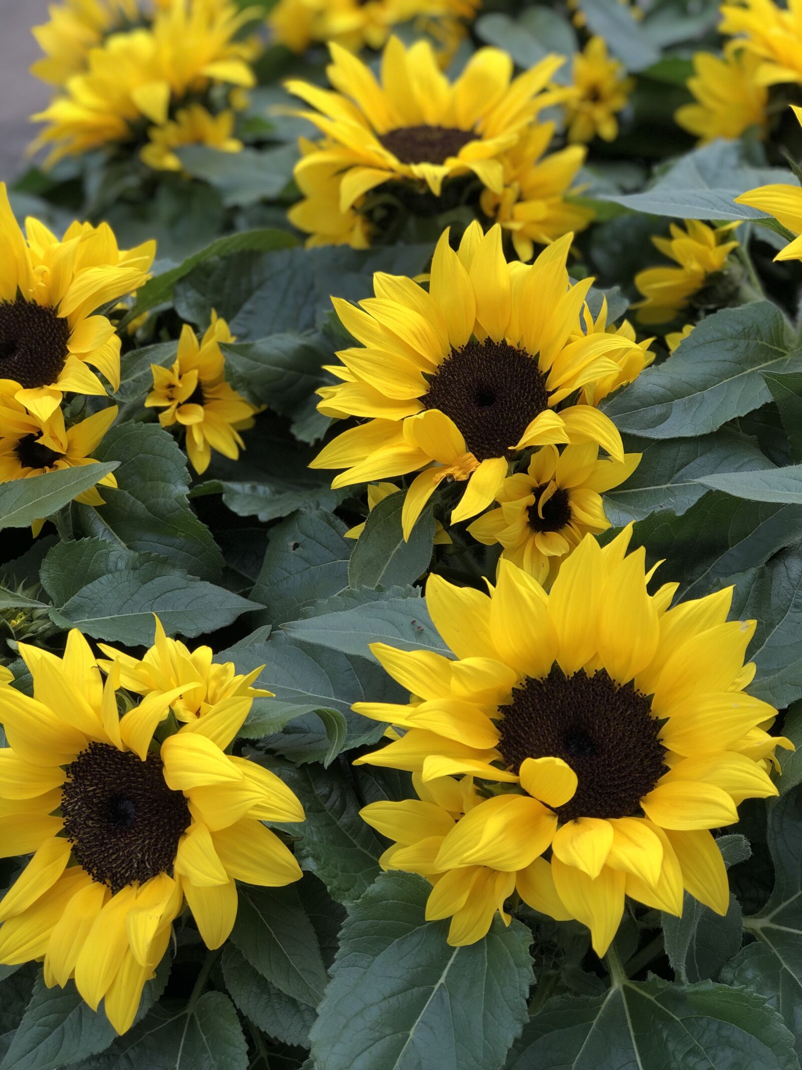 iPhone 8 Plus back dual camera 6.6mm f/2.8 sample photo. Sunflowers, flowers, yellow photography