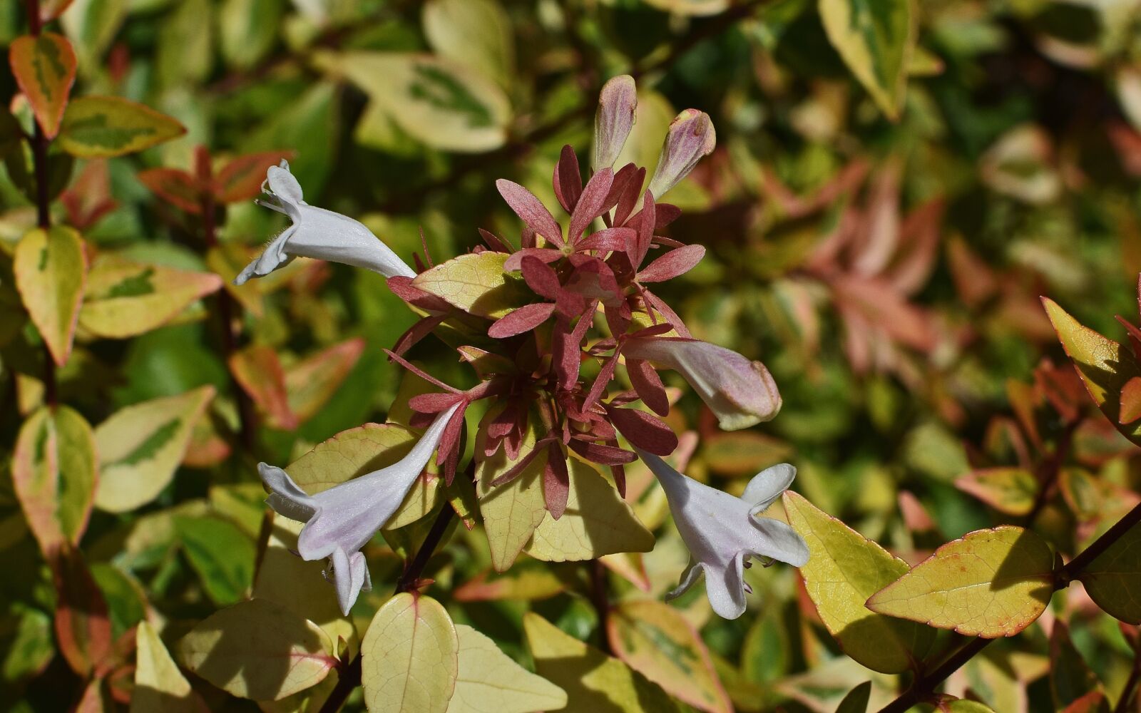 Nikon D3300 sample photo. Variegated abelia, flower, blossom photography