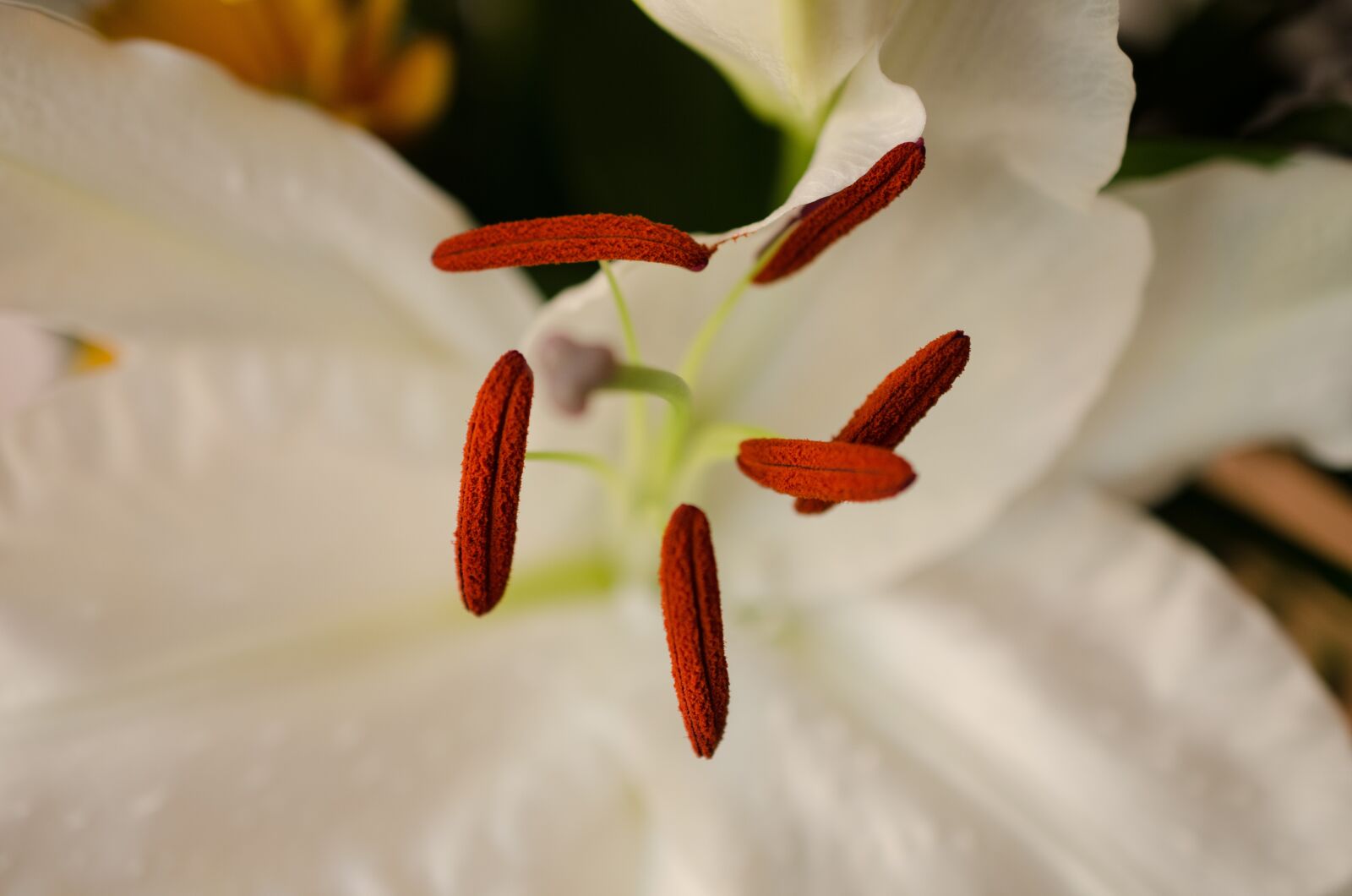 Nikon D7000 sample photo. Flower, white flower, macro photography