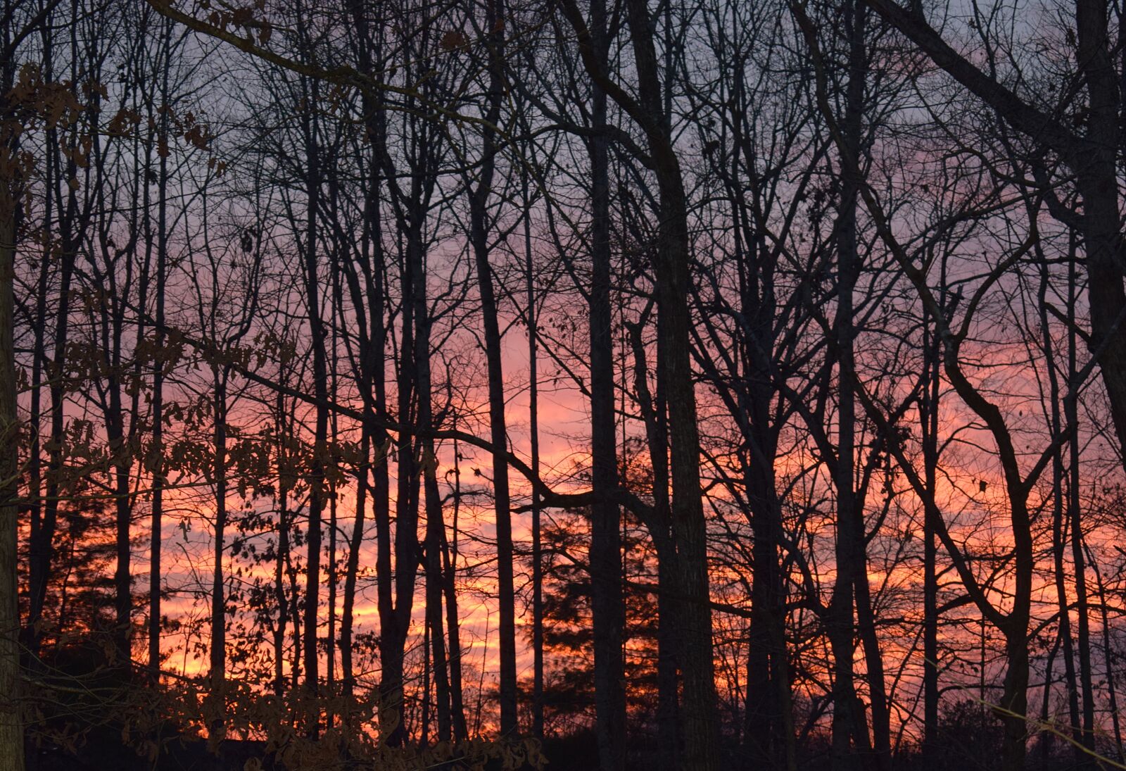 Nikon D3300 sample photo. December sunset, sunset, trees photography