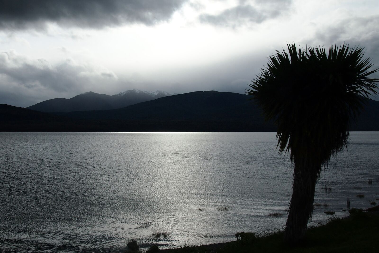 Olympus PEN E-PM1 sample photo. Palm, silhouette, lake photography