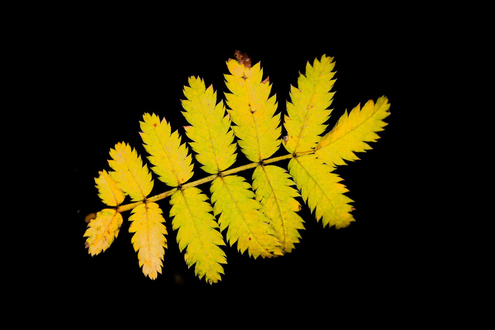 Canon EOS 6D sample photo. Leaf, nature, plant photography