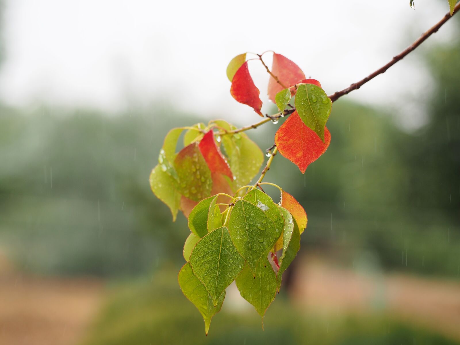 Olympus OM-D E-M5 sample photo. Autumn color, branch, nature photography