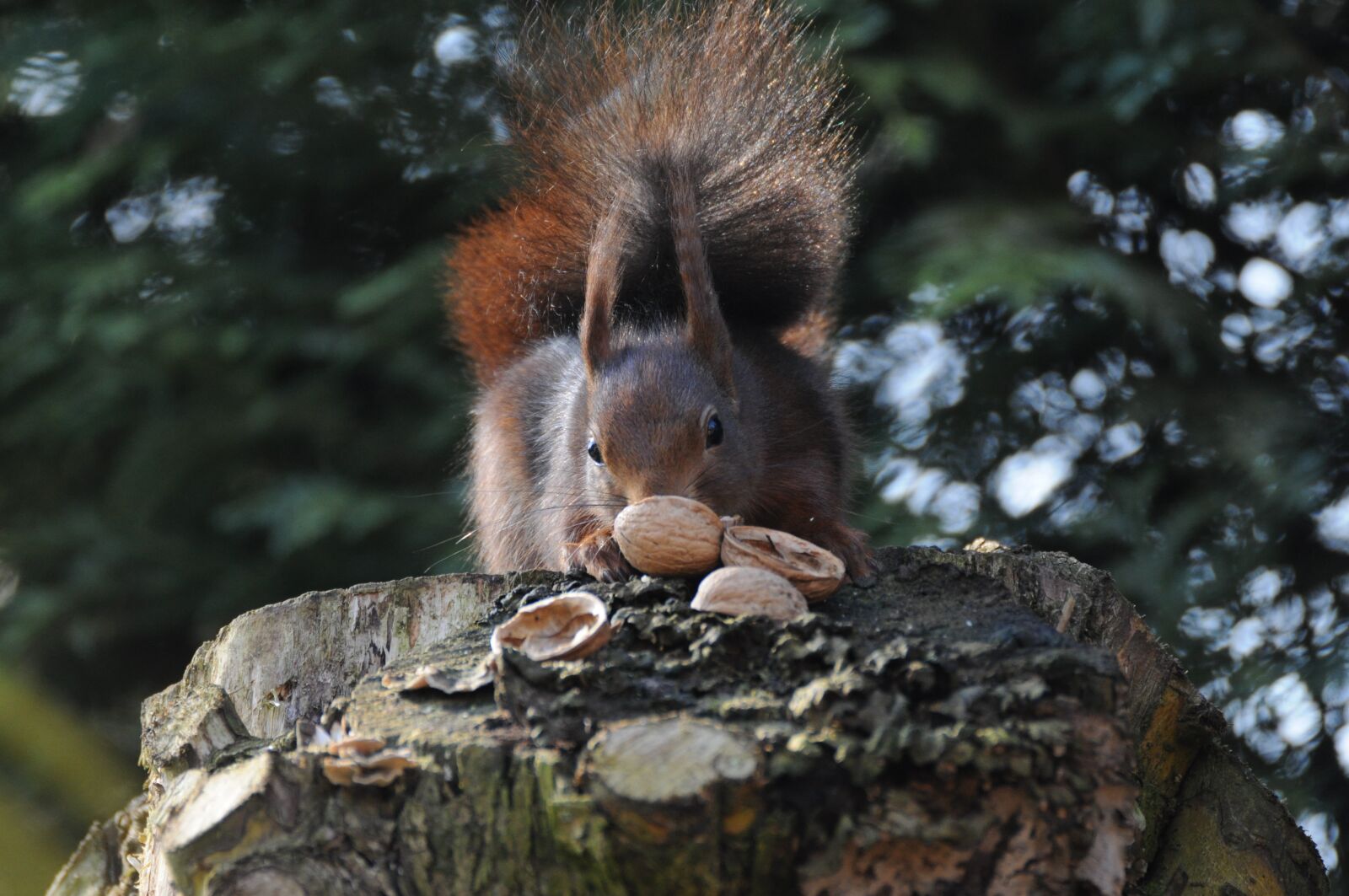 Nikon D5000 sample photo. Nature, tree, animal world photography
