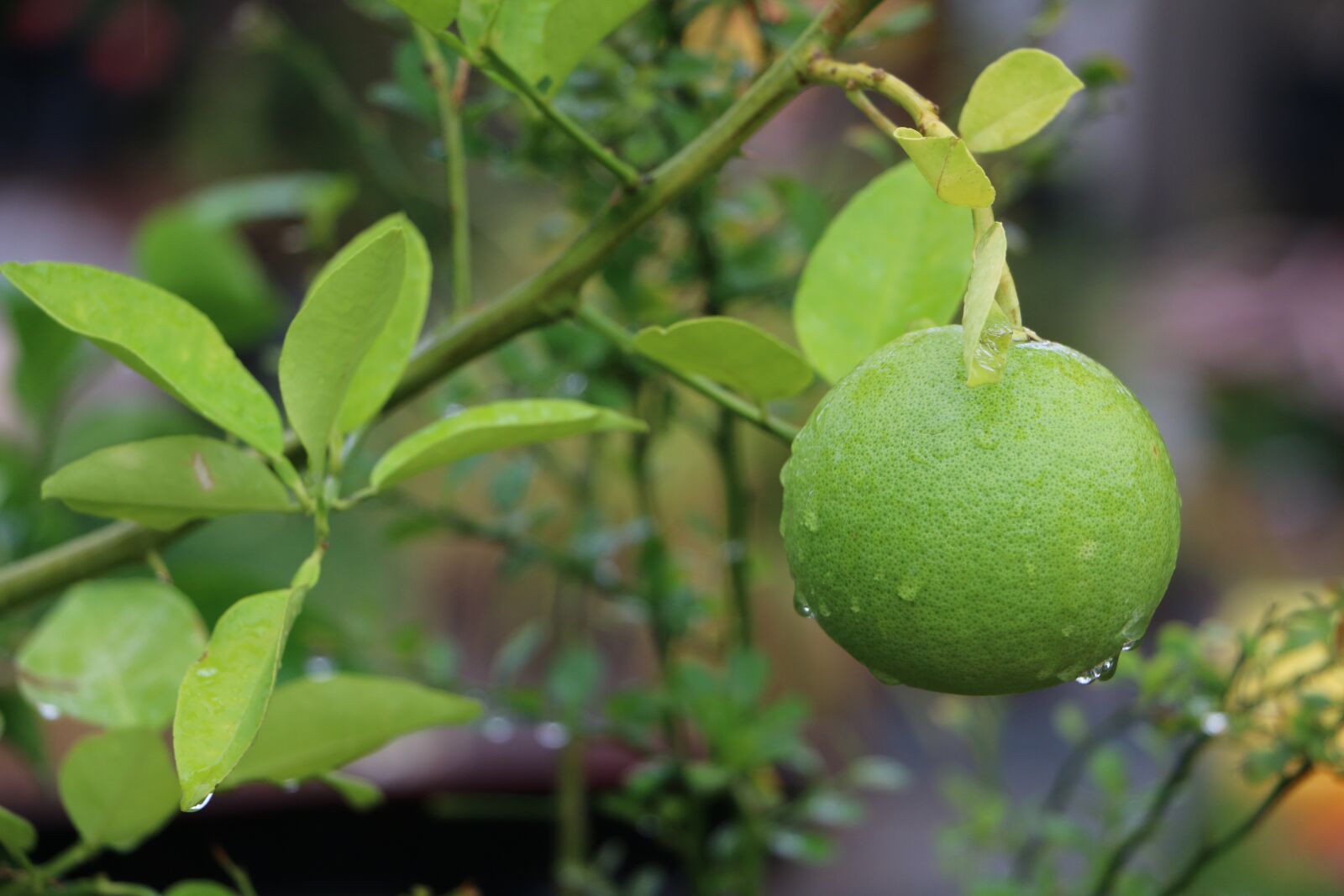 Canon EOS 70D sample photo. Lemon, leaf, green photography