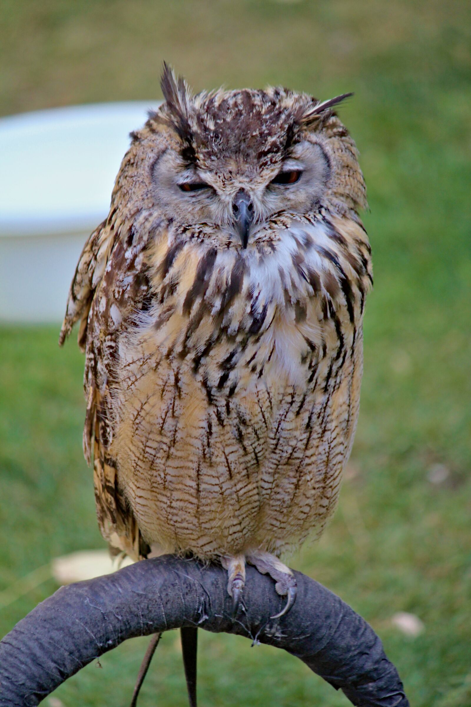 Canon EOS 550D (EOS Rebel T2i / EOS Kiss X4) sample photo. Owl, large, cub photography