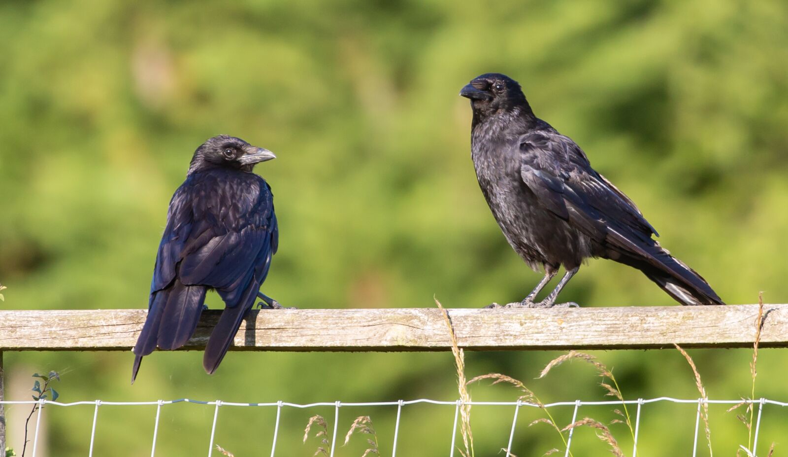 Canon EOS 5D Mark III sample photo. Crow, black crow, raven photography