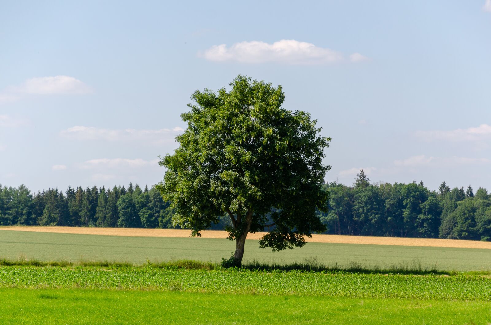 Nikon D5100 sample photo. Tree, reported, grass photography