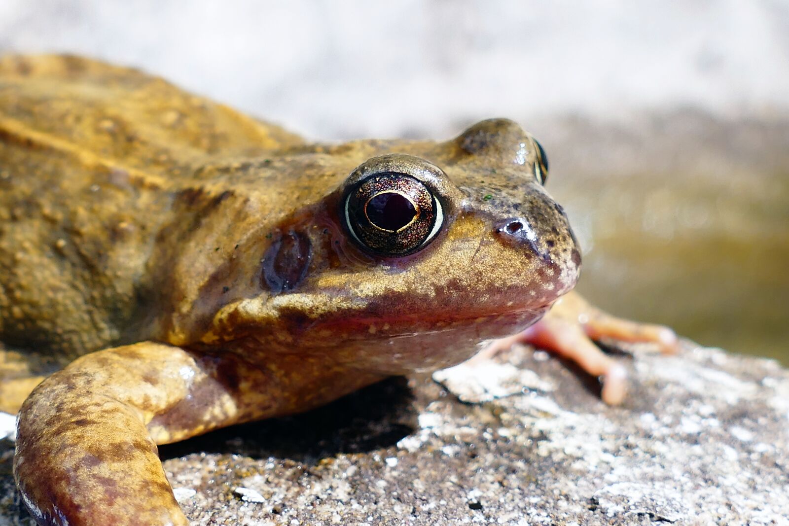 Panasonic Lumix DMC-FZ1000 sample photo. Animals, frogs, amphibian photography