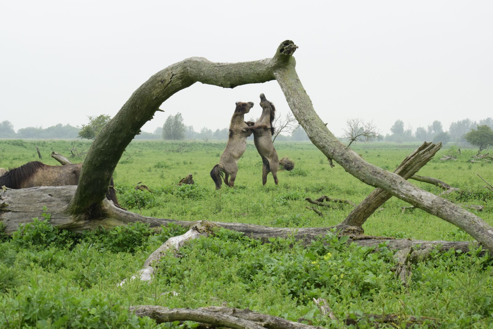 Nikon D5300 sample photo. Oostvaardersplassen, lelystad, konik horses photography