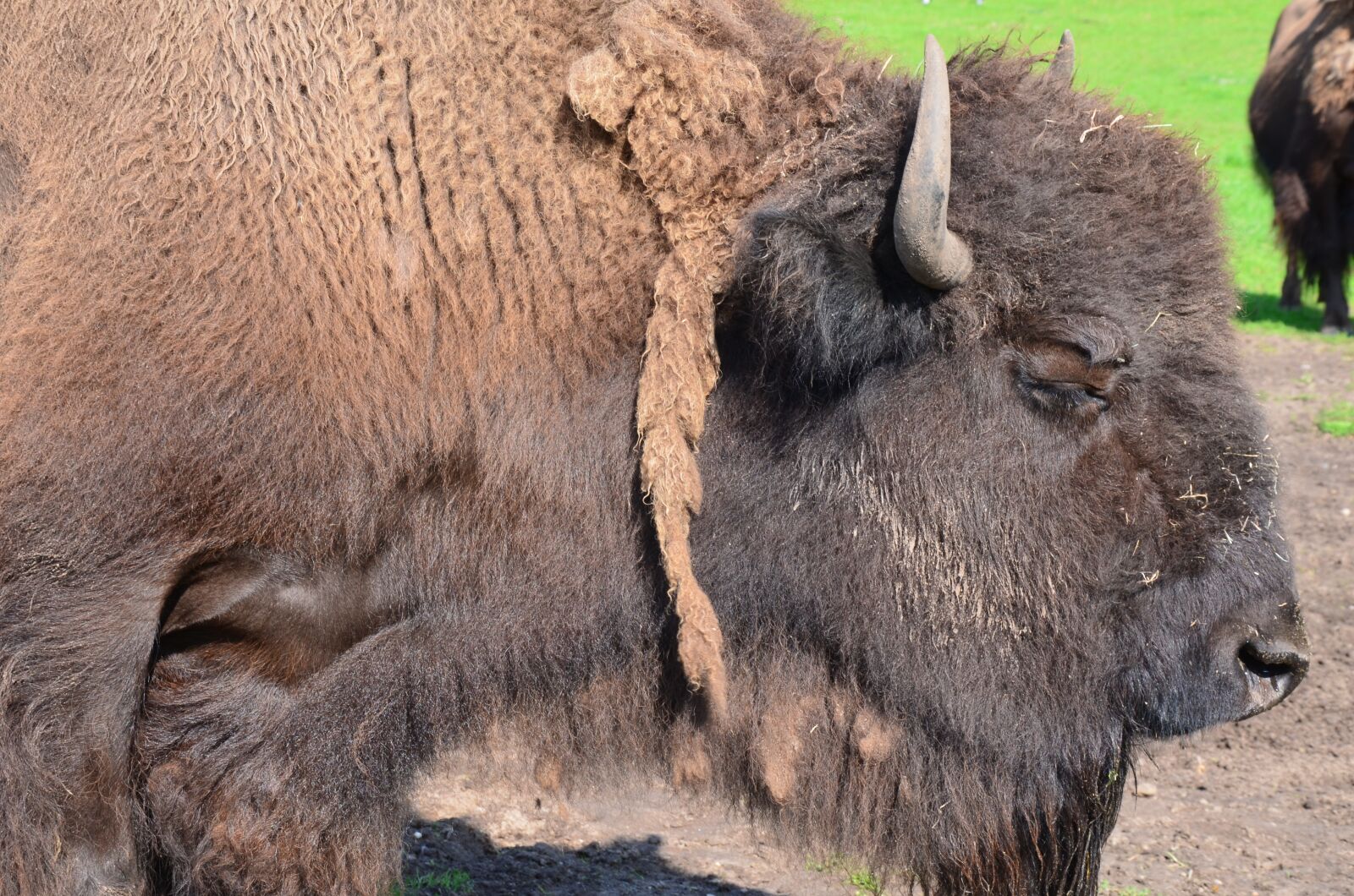 Nikon D5100 sample photo. Buffalo, head, animal photography
