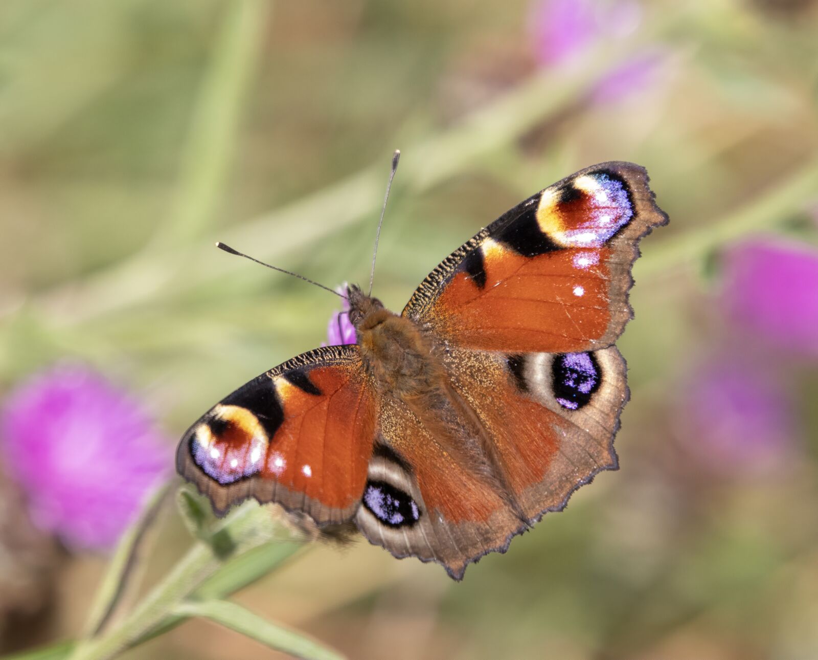 Sigma 100-400mm F5-6.3 DG OS HSM sample photo. Peacock, butterfly, insect photography