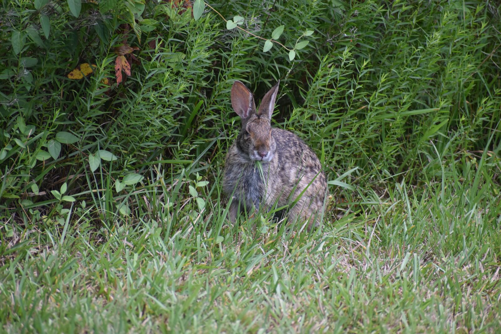 Nikon D3500 sample photo. Rabbit, wildlife, wild animal photography