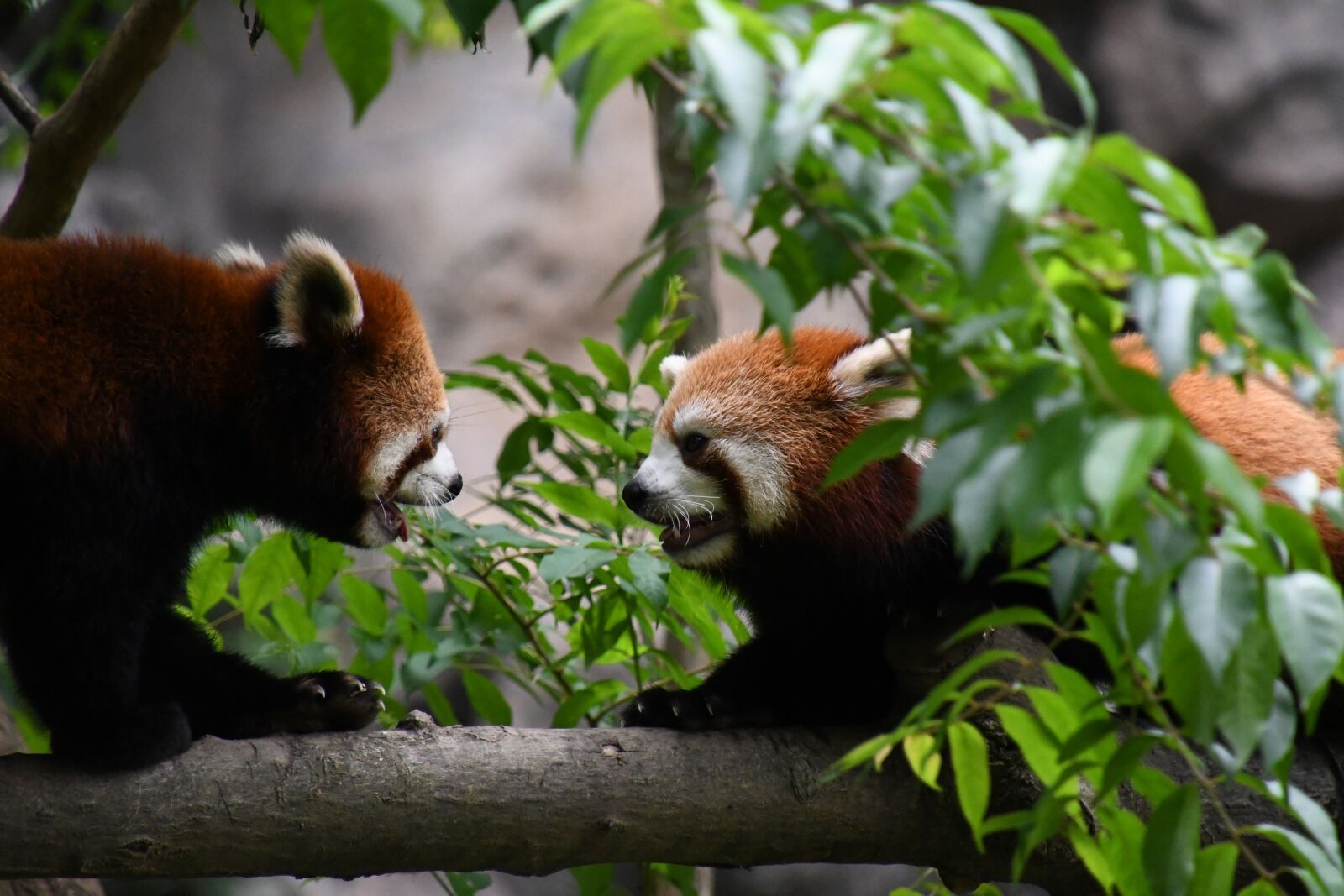 Nikon D7500 sample photo. Redpanda, animal, zoo photography