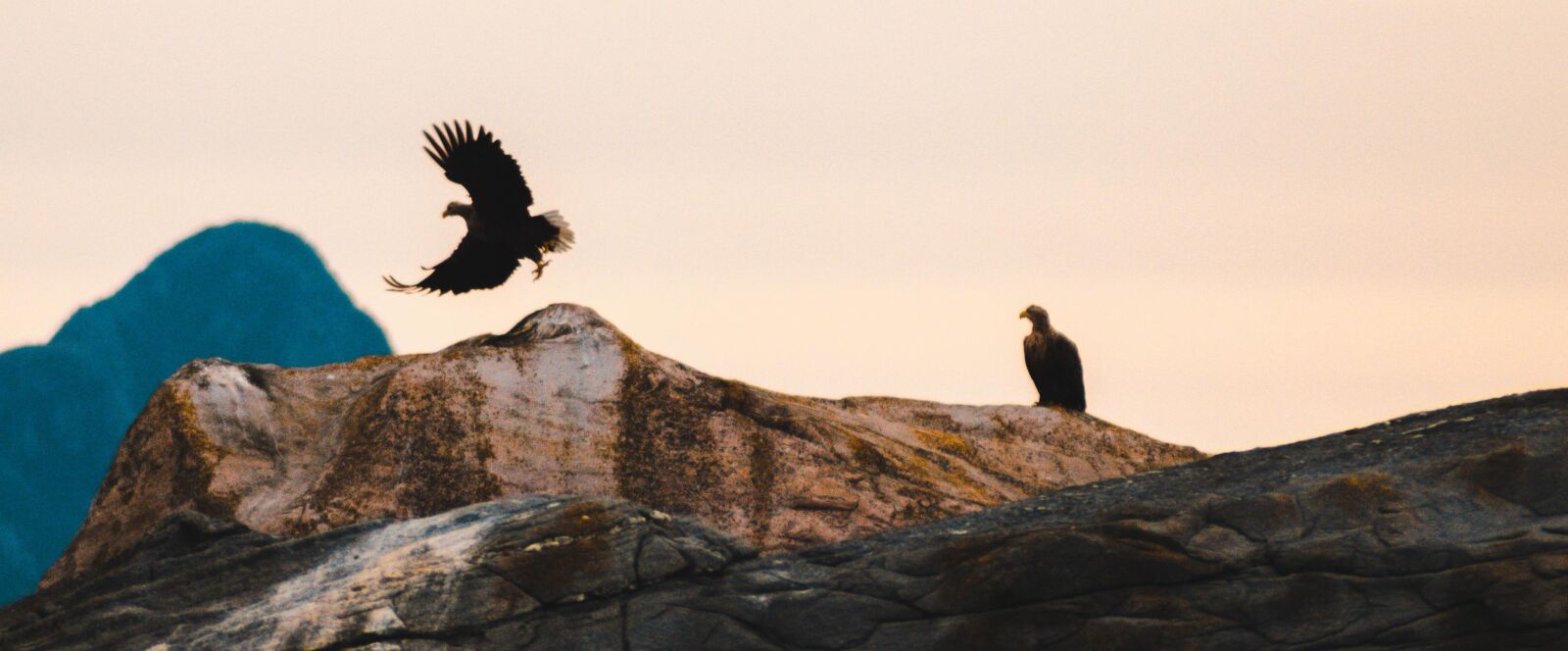 Nikon D5300 sample photo. The white-tailed eagle, panorama photography
