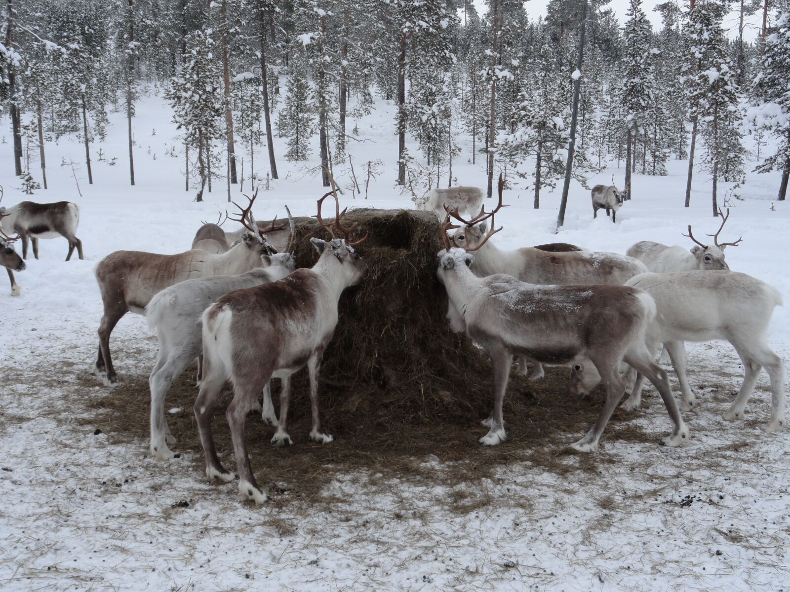Sony Cyber-shot DSC-H70 sample photo. Lapland, animal feed, reindeer photography
