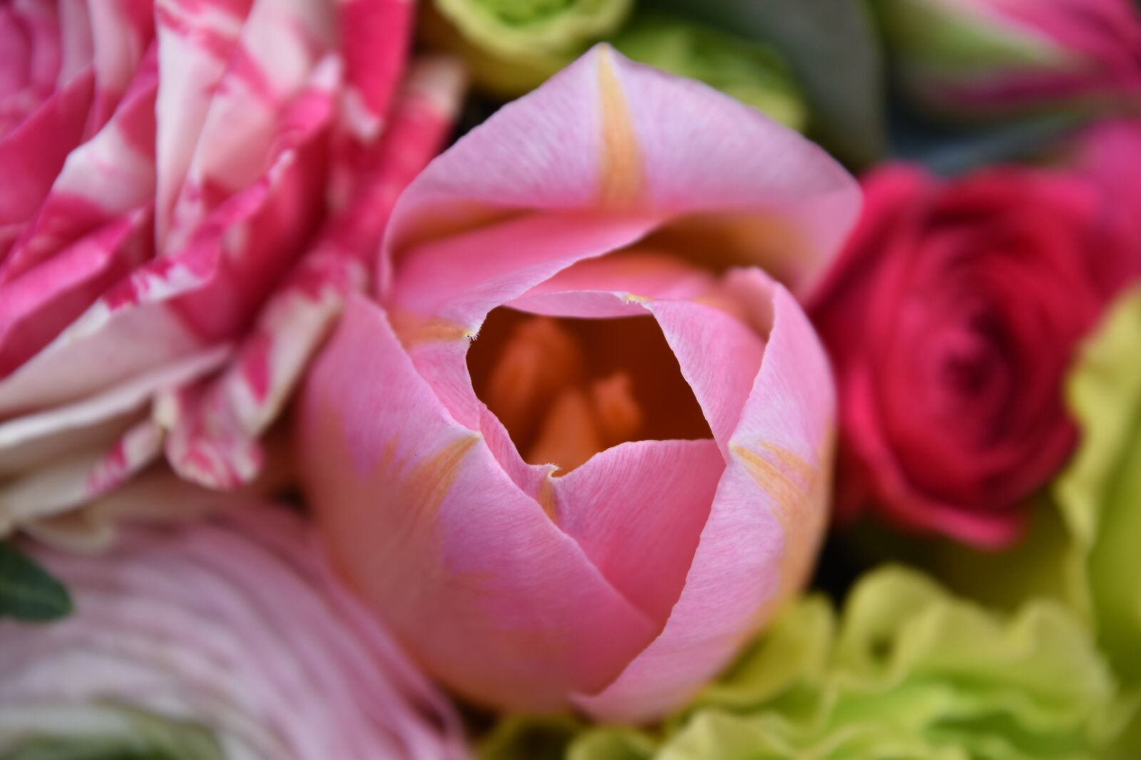 Nikon D5600 sample photo. Flower, plant, nature photography