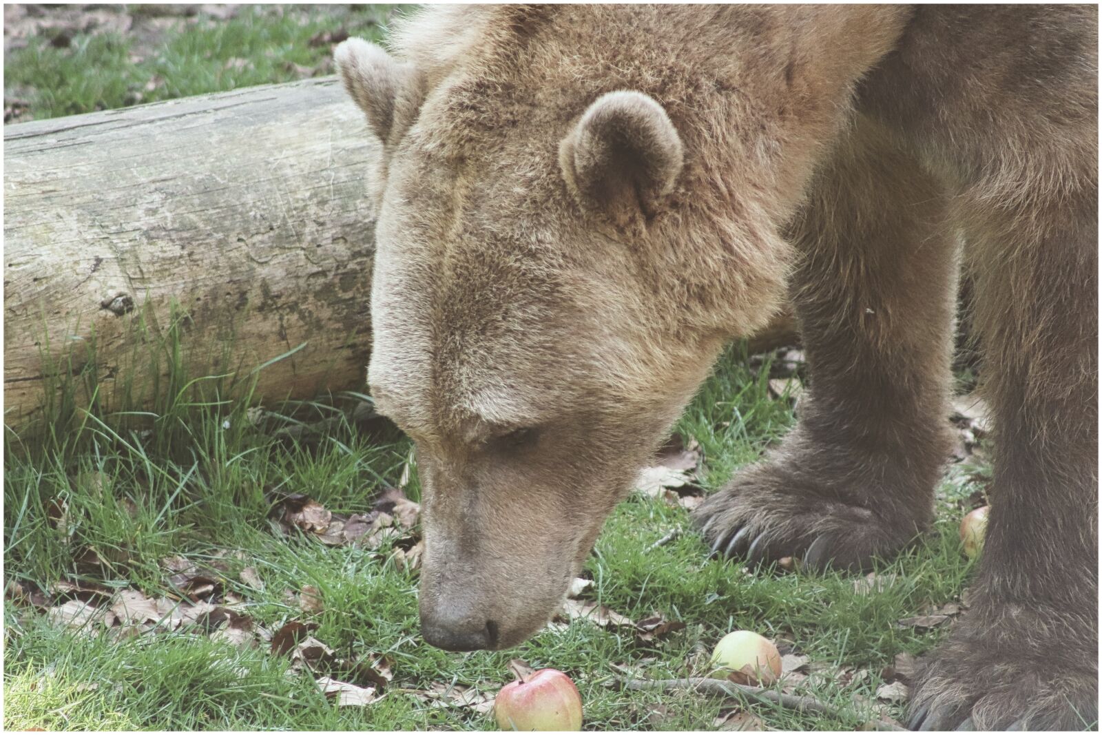 Canon EF75-300mm f/4-5.6 sample photo. Bear, brown bear, polar photography