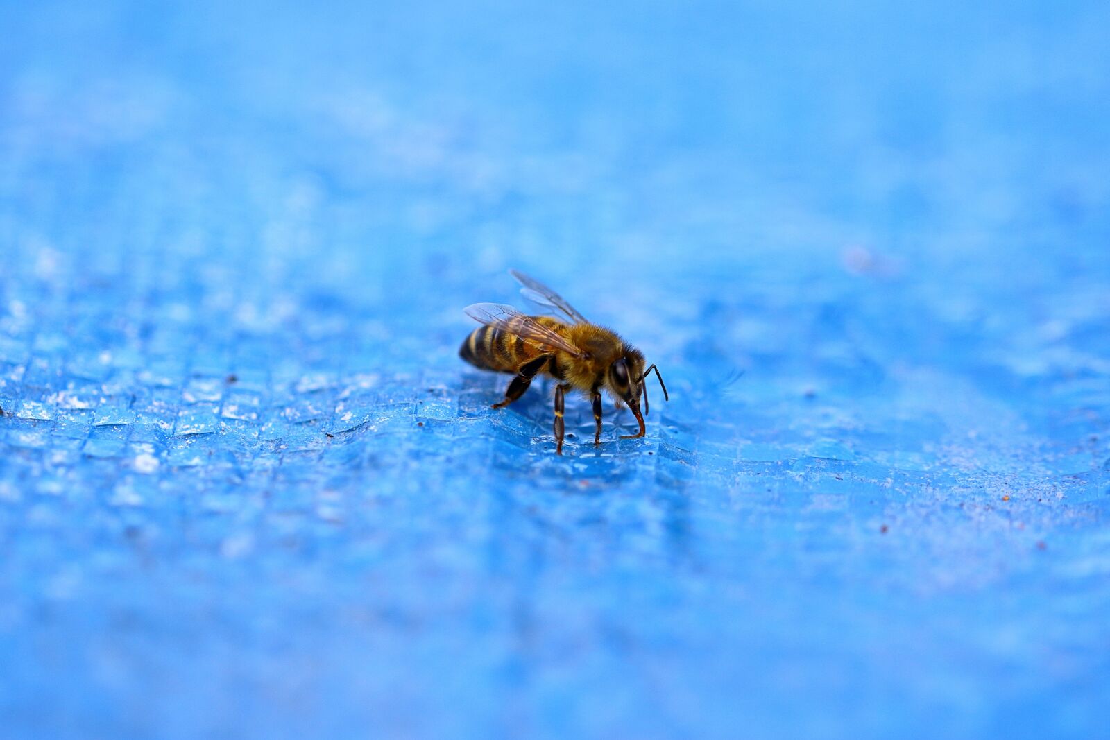 Canon EF 100mm F2.8L Macro IS USM sample photo. Water, pool, bee photography