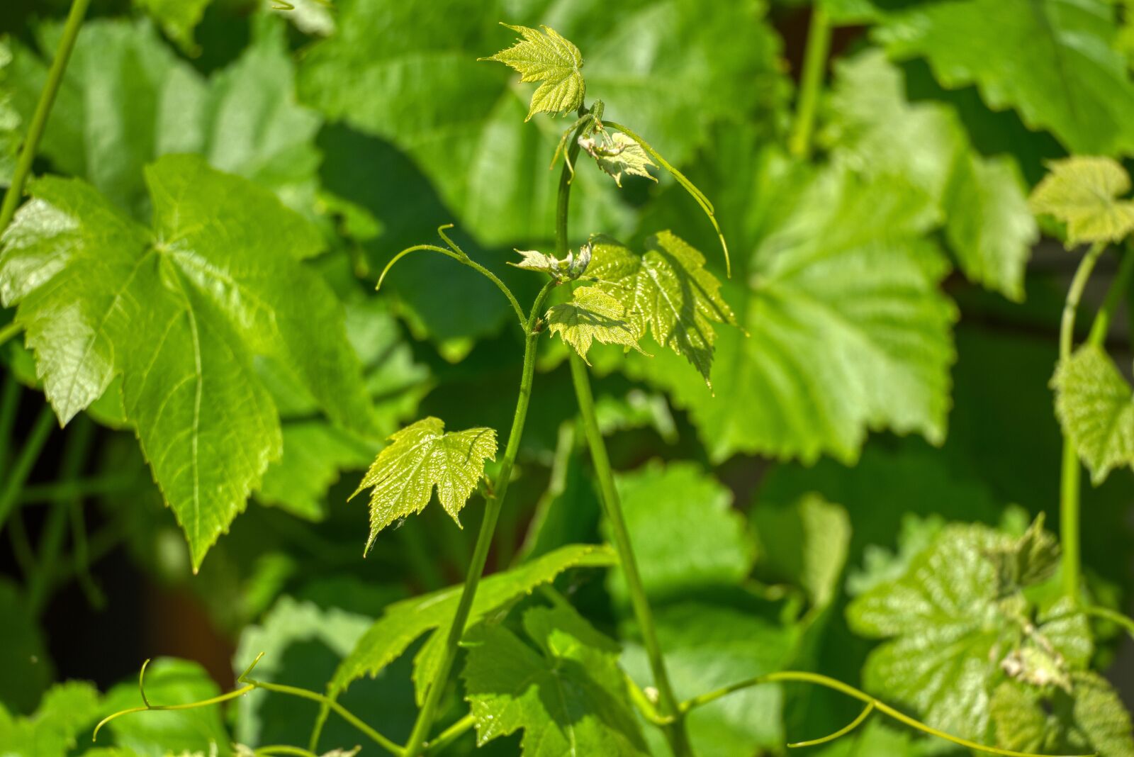 Nikon D750 sample photo. Vine, vine leaves, wine photography