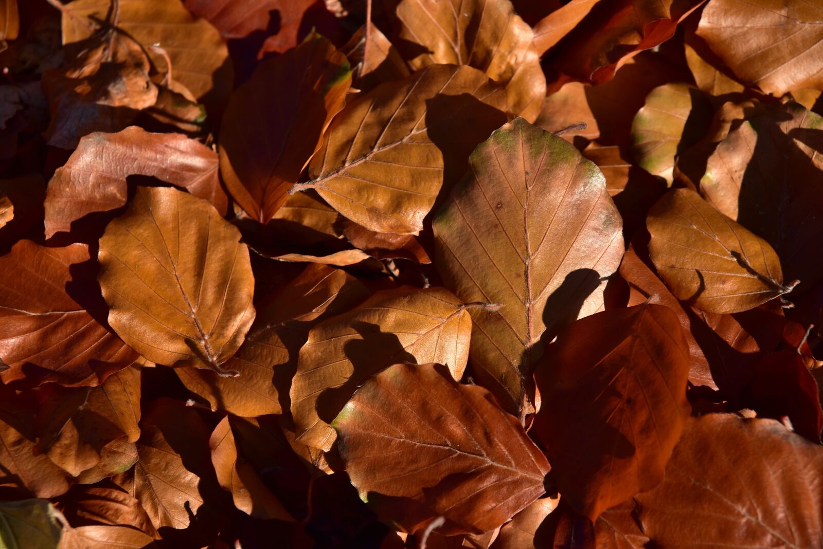 Nikon D750 sample photo. Leaves, beech leaves, nature photography
